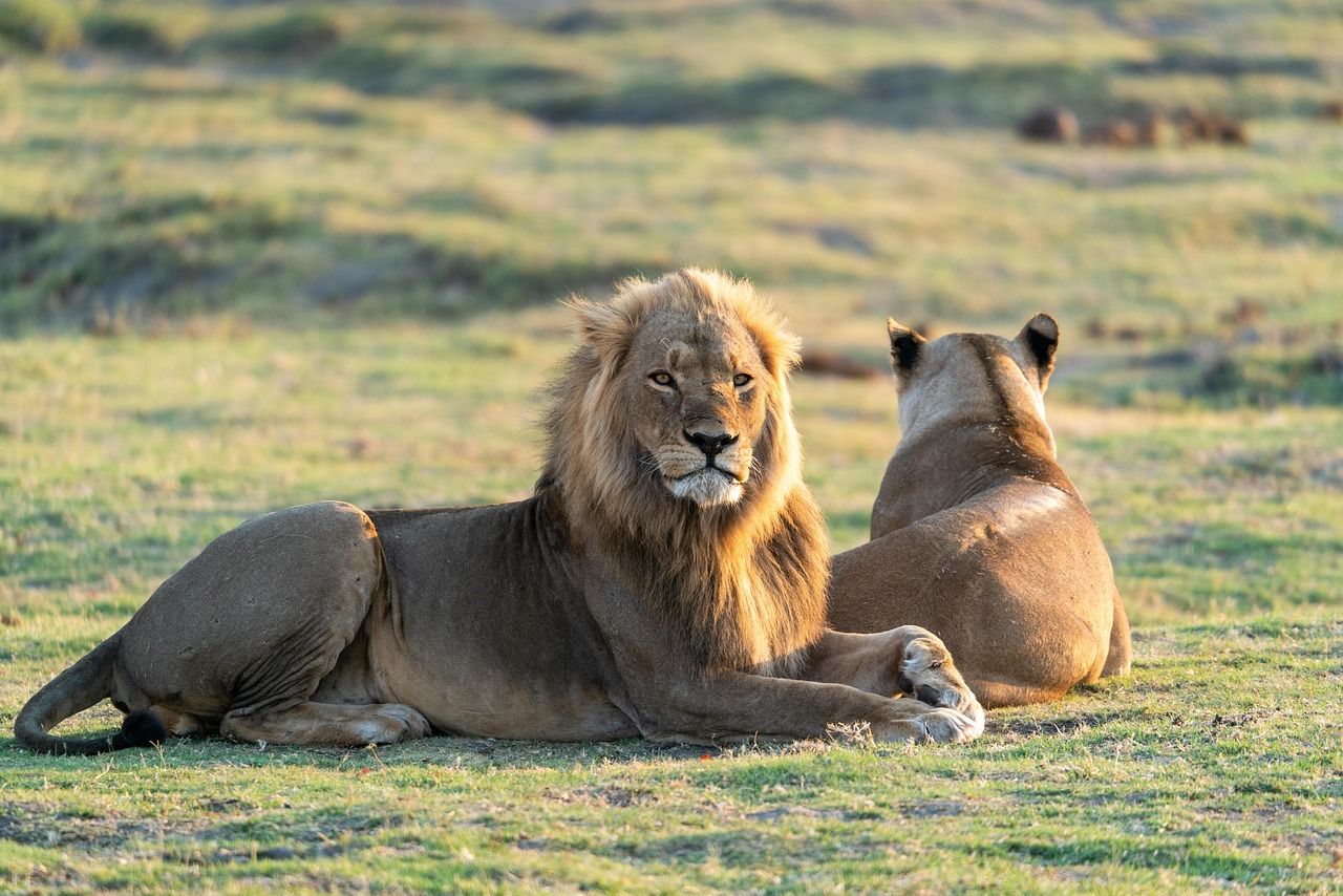 1280x854 Free Lions Couple & Lion Image