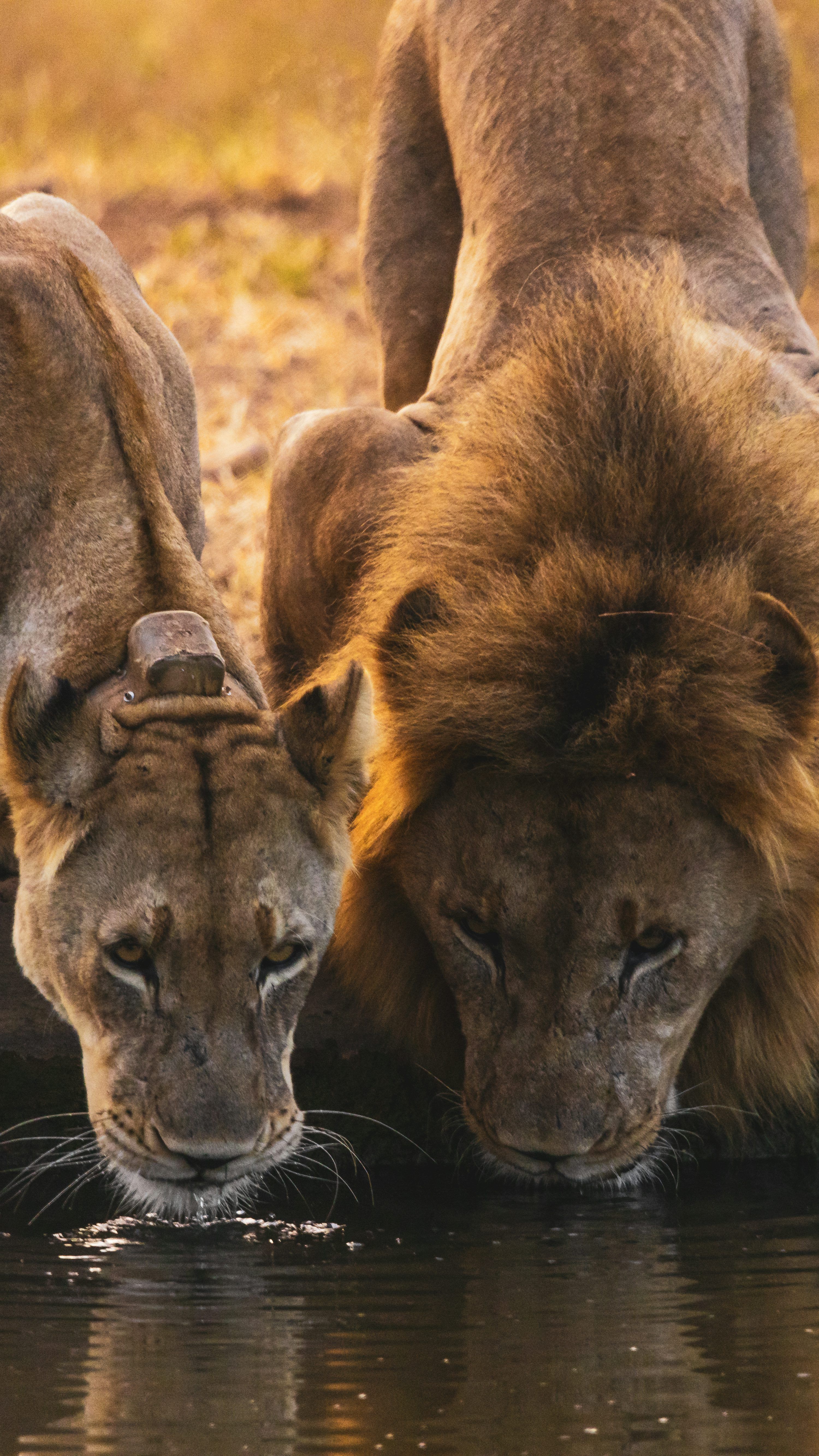 3000x5334 A couple of lions drinking water from a pond