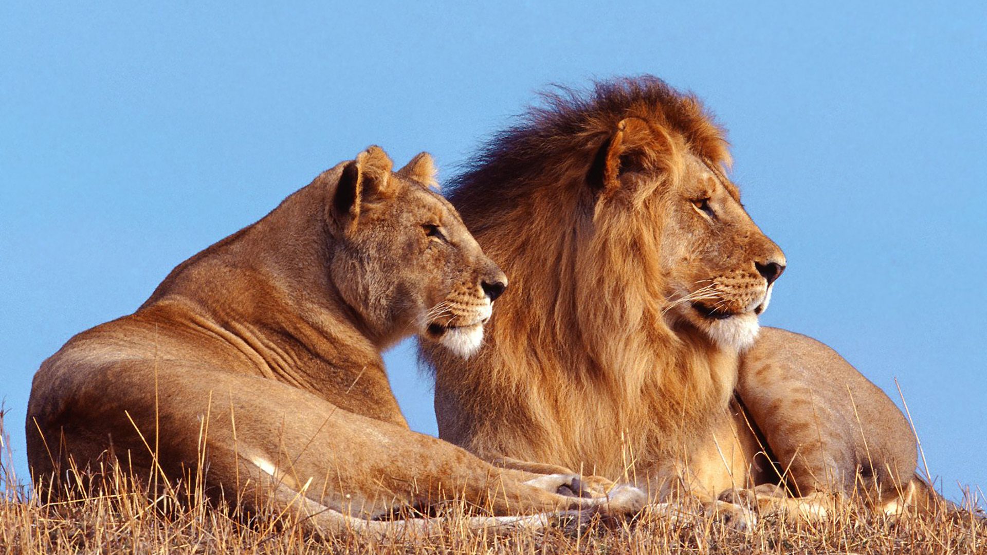 1920x1080 Male And Female Lions Are Sitting On Dry Grass In Blue Sky Background HD Lion Wallpaper
