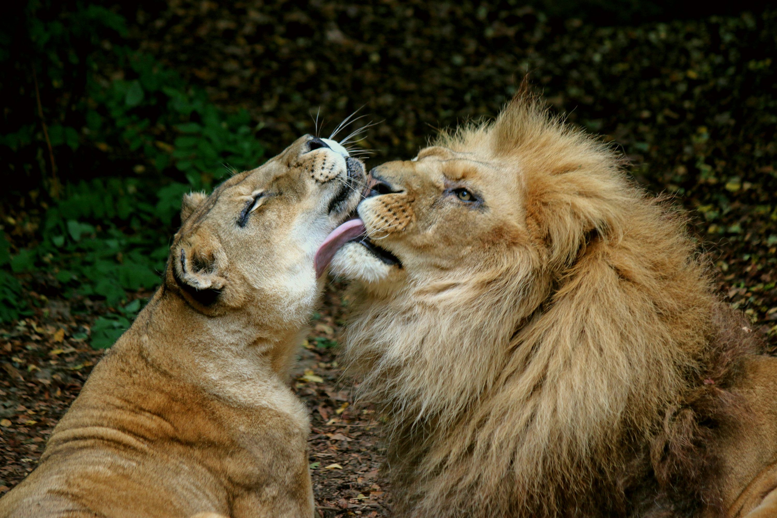 3000x2000 A lion licking another lion