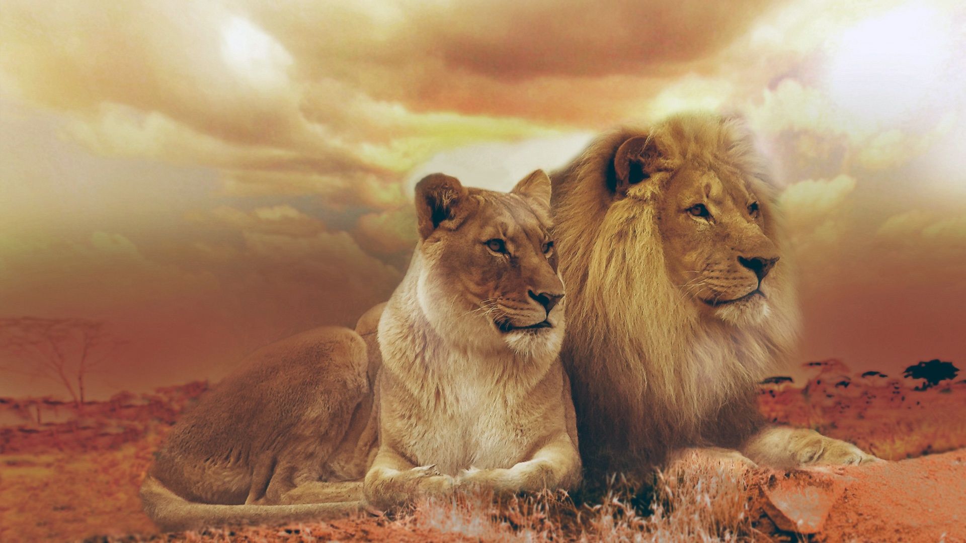 1920x1080 African Sunset: HD Wallpaper of a Lion Couplex1080