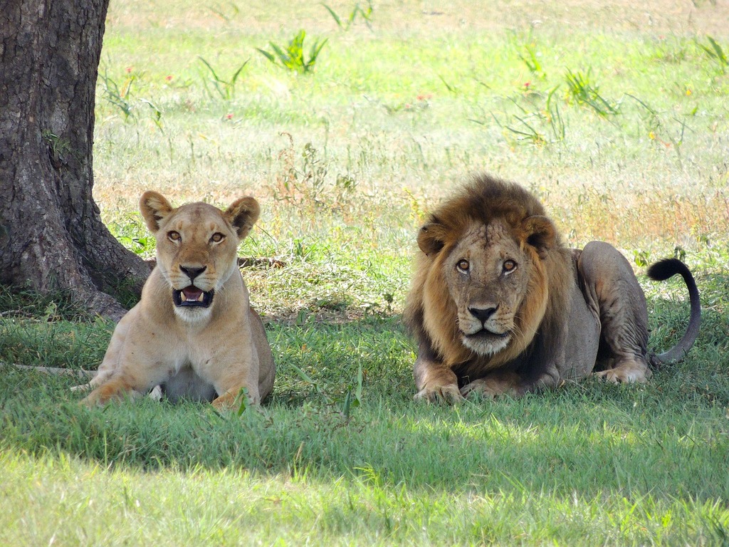 1024x768 A couple of lions laying on top of a lush green field