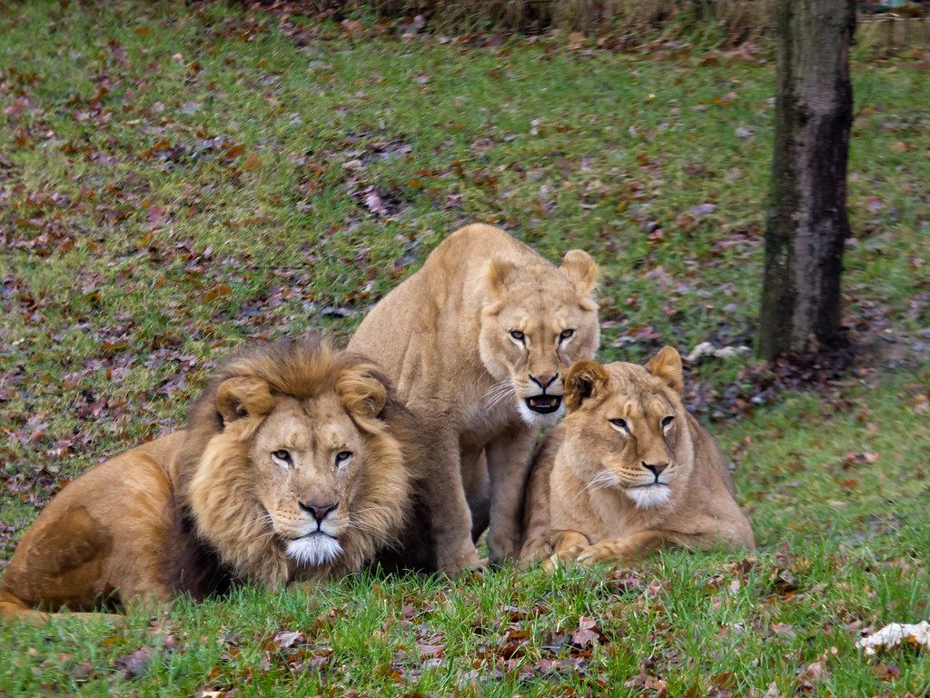 1024x768 Male lion and two female lions. John van Beers
