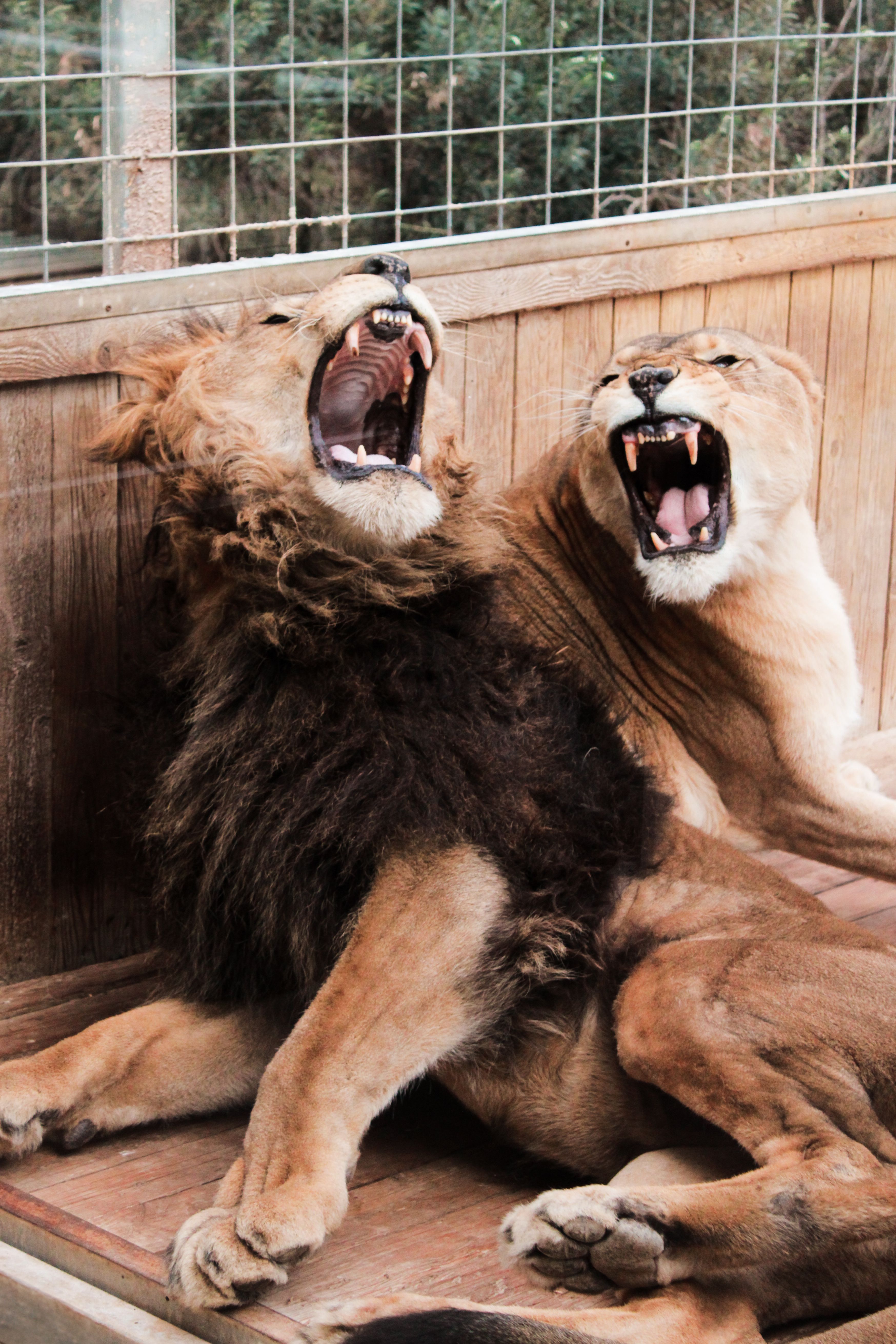 3495x5242 Intimate Moment Between Two African Lions · Free