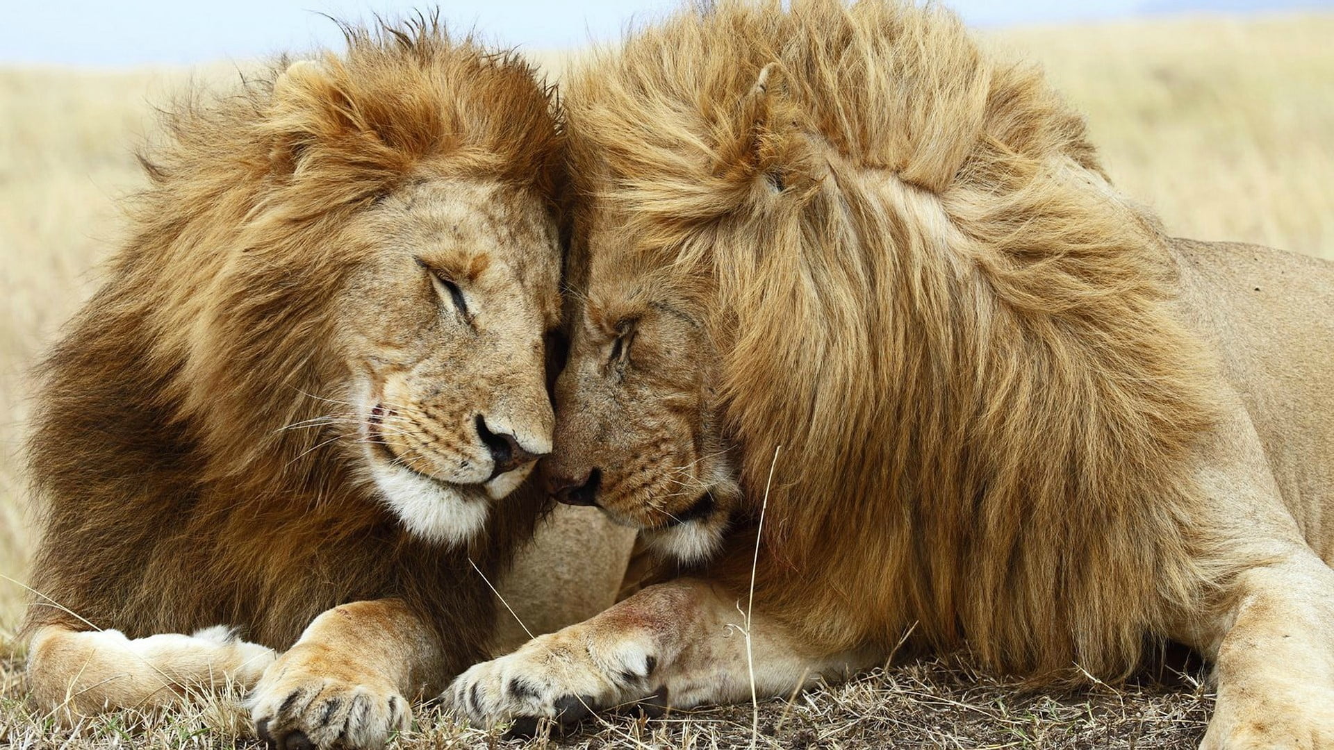 1920x1080 Two lions, animals, lion HD wallpaper