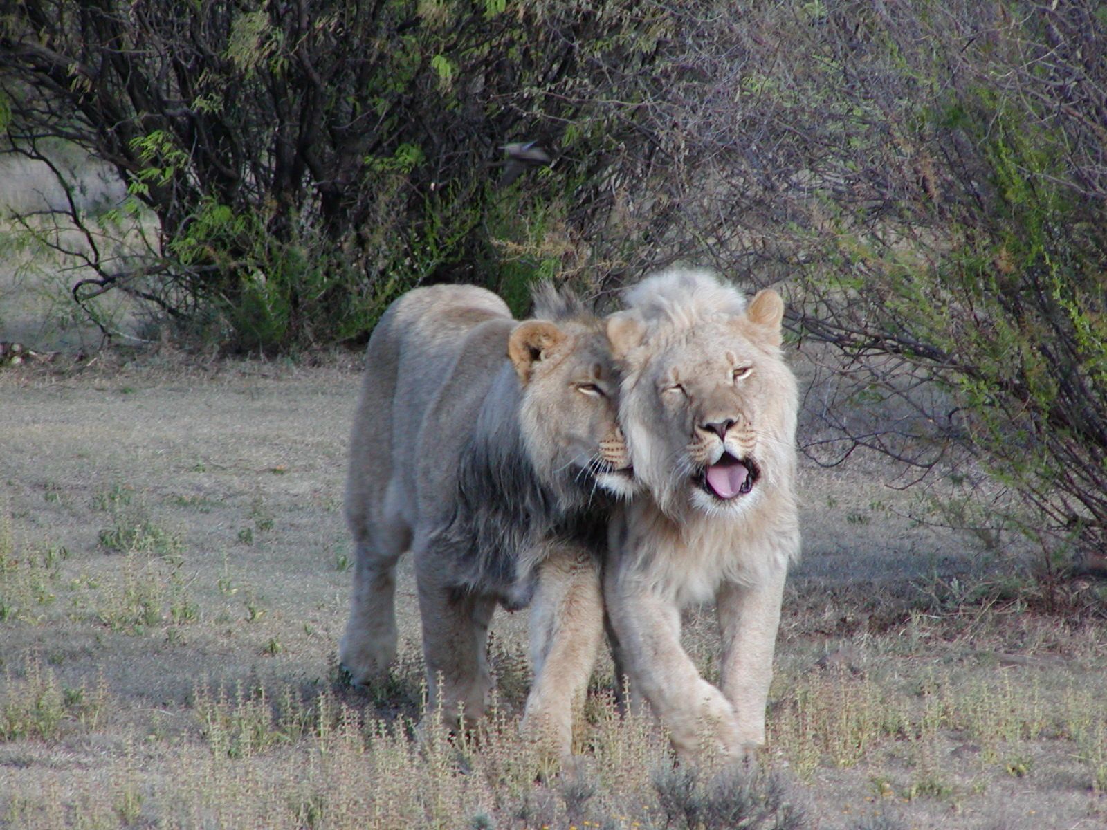 1600x1200 Lion
