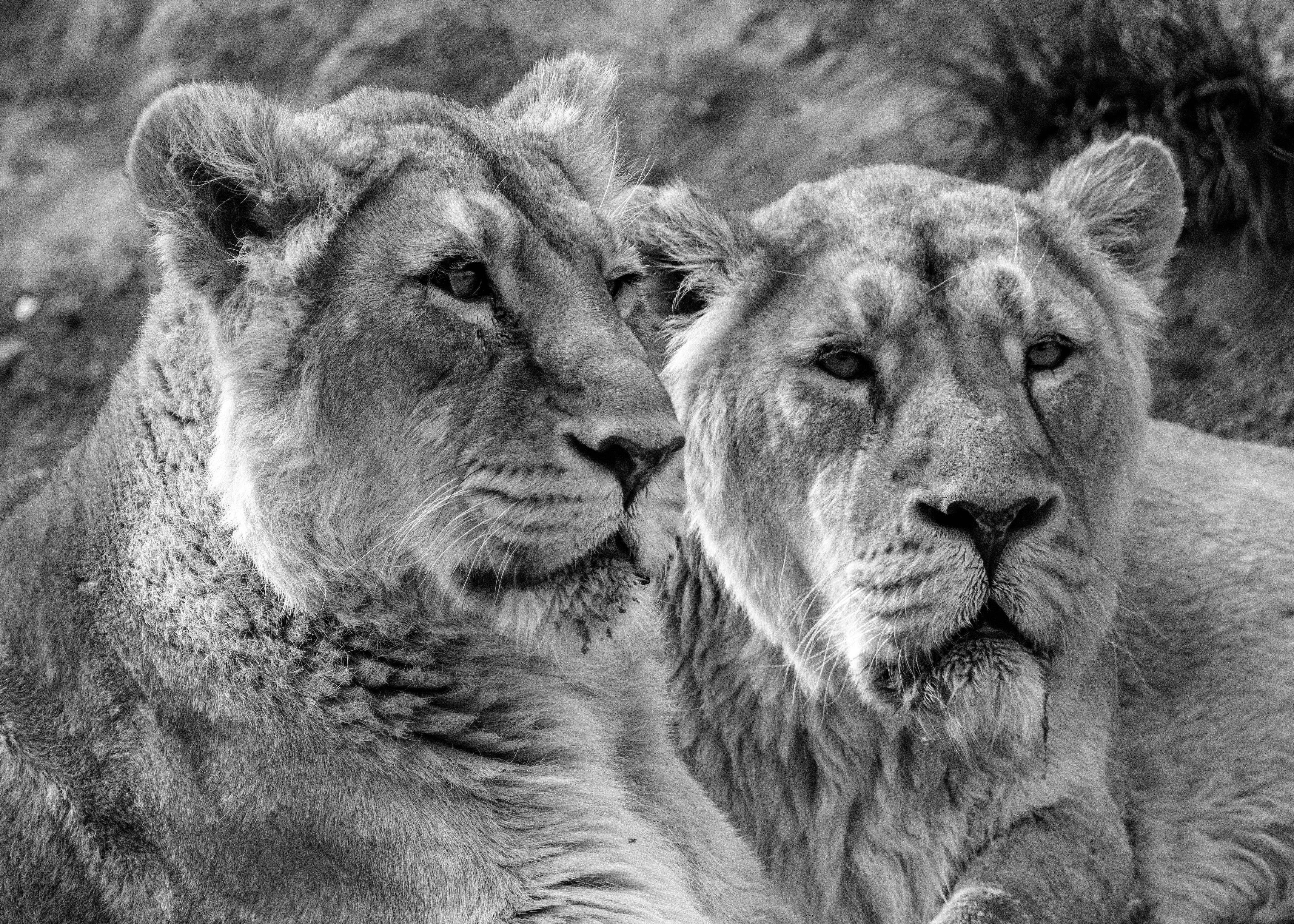 4336x3097 Lioness Sitting Side by Side · Free