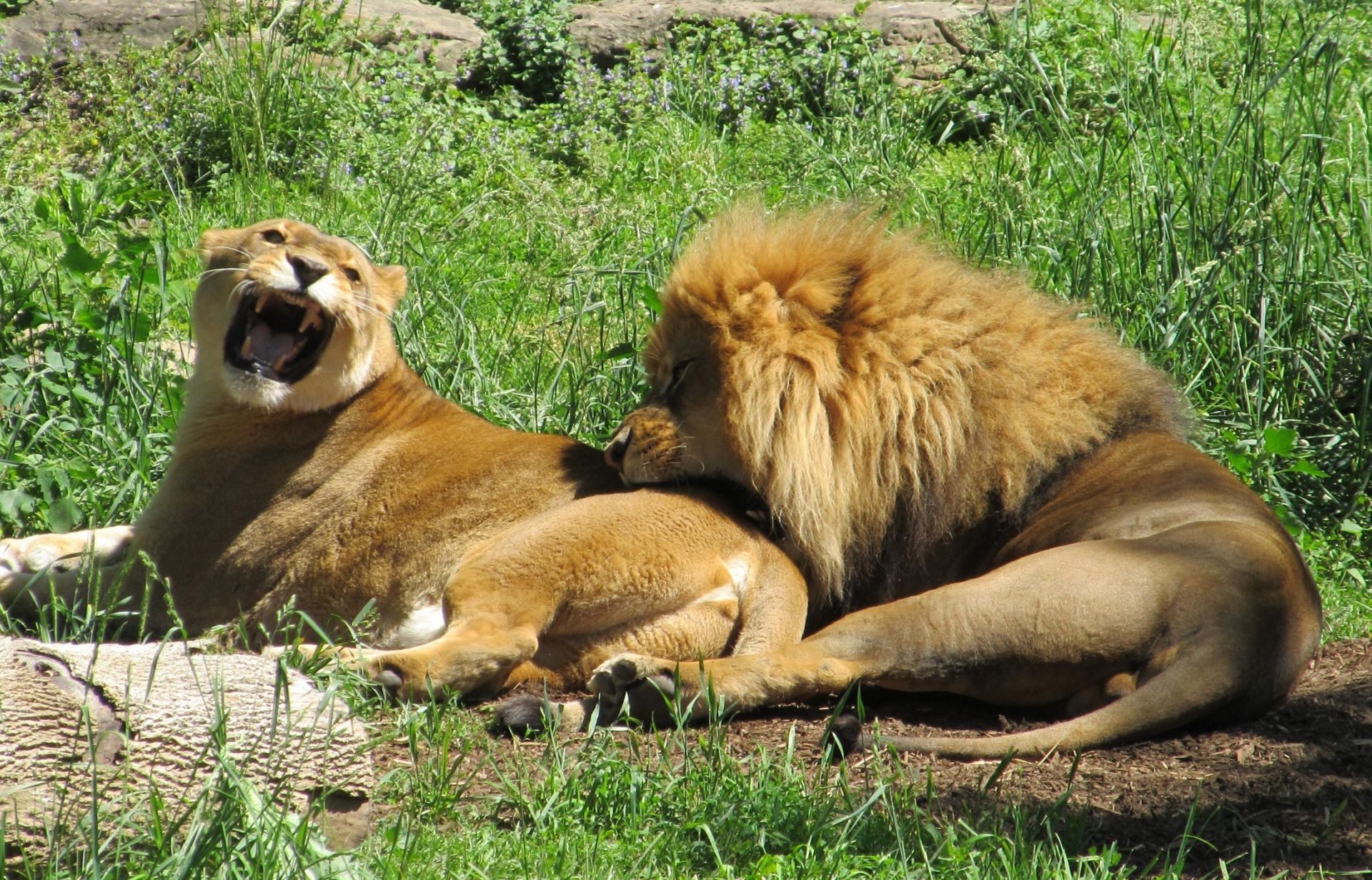 1920x1231 Download free photo of Lions, male, female, lioness, biting