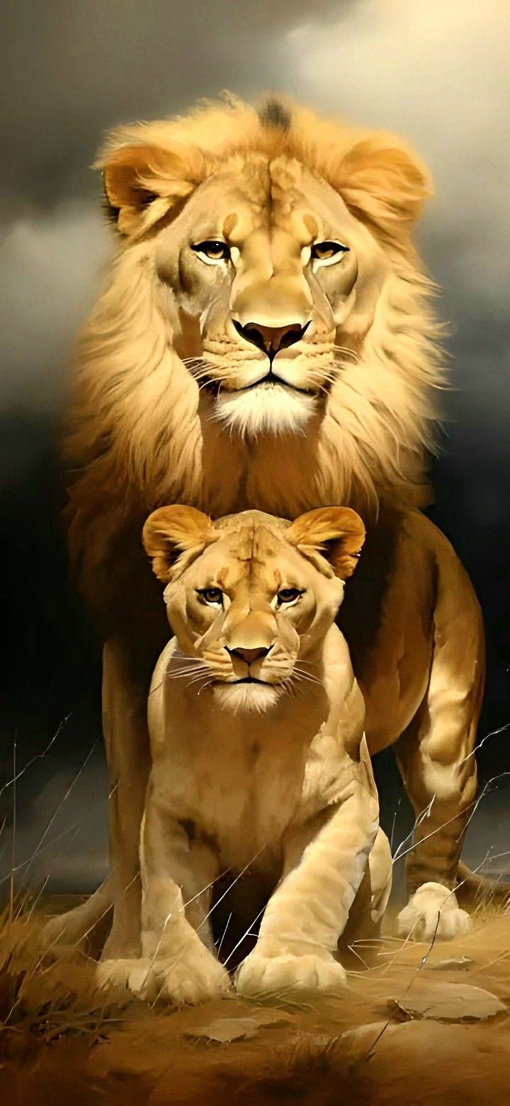 720x1560 Majestic Lions in the Wild. Familia del león, Imagenes de aguilas reales, Fotografía tigre