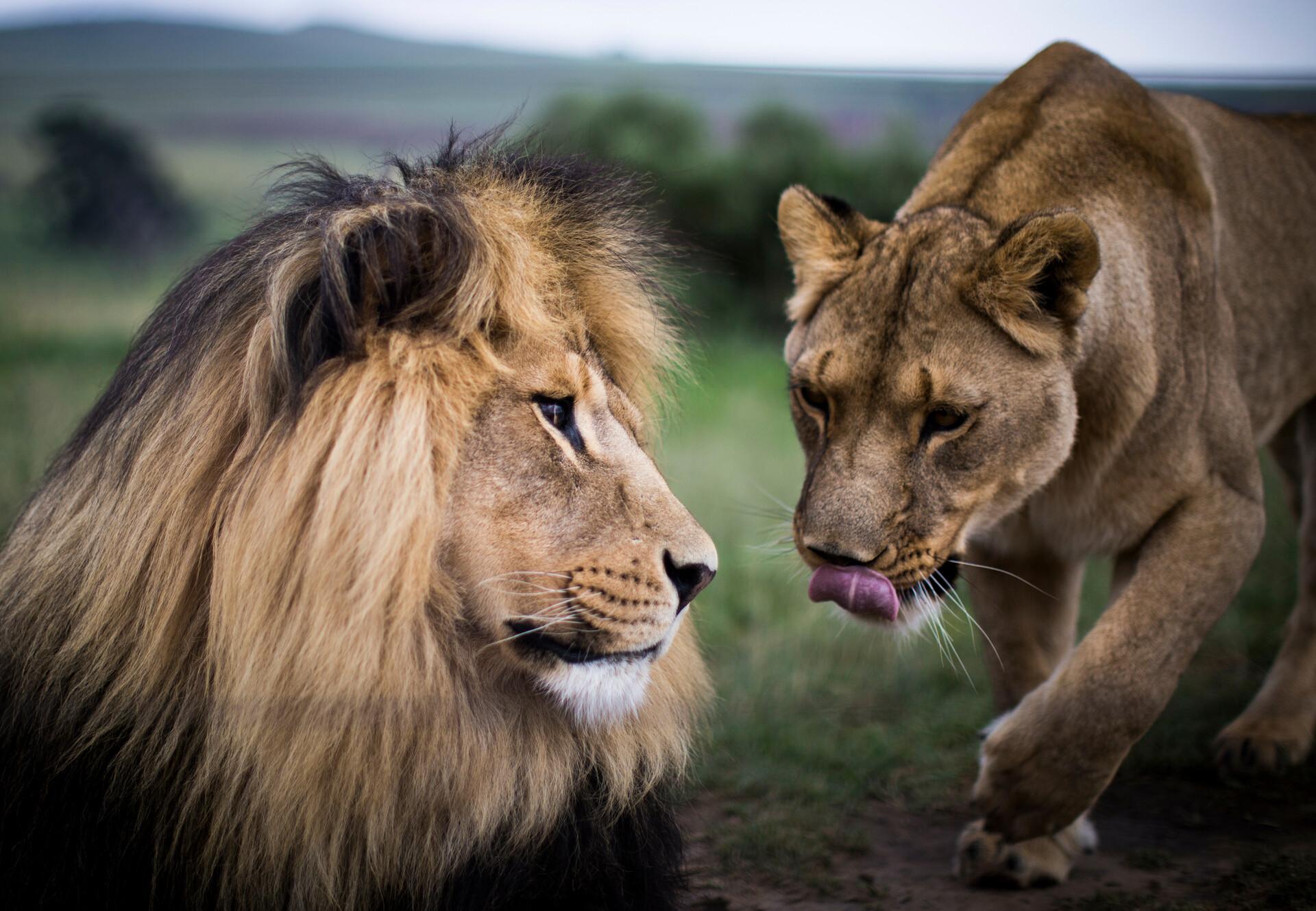 1920x1329 Lion Mario & Lioness Marion Big Cat Sanctuary FOUR PAWS Sanctuary