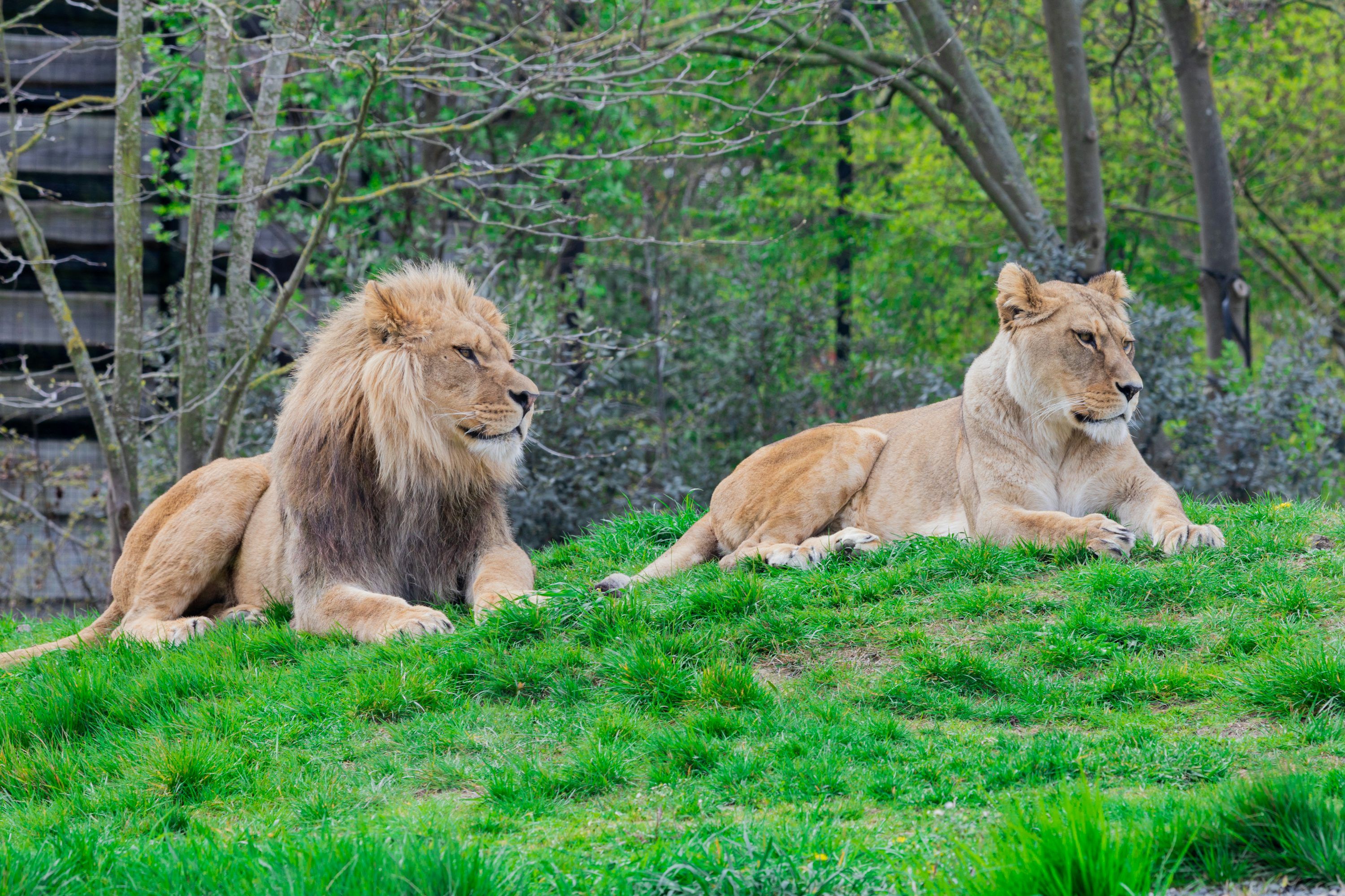 3000x2000 Lion and lioness on green lawn grasses