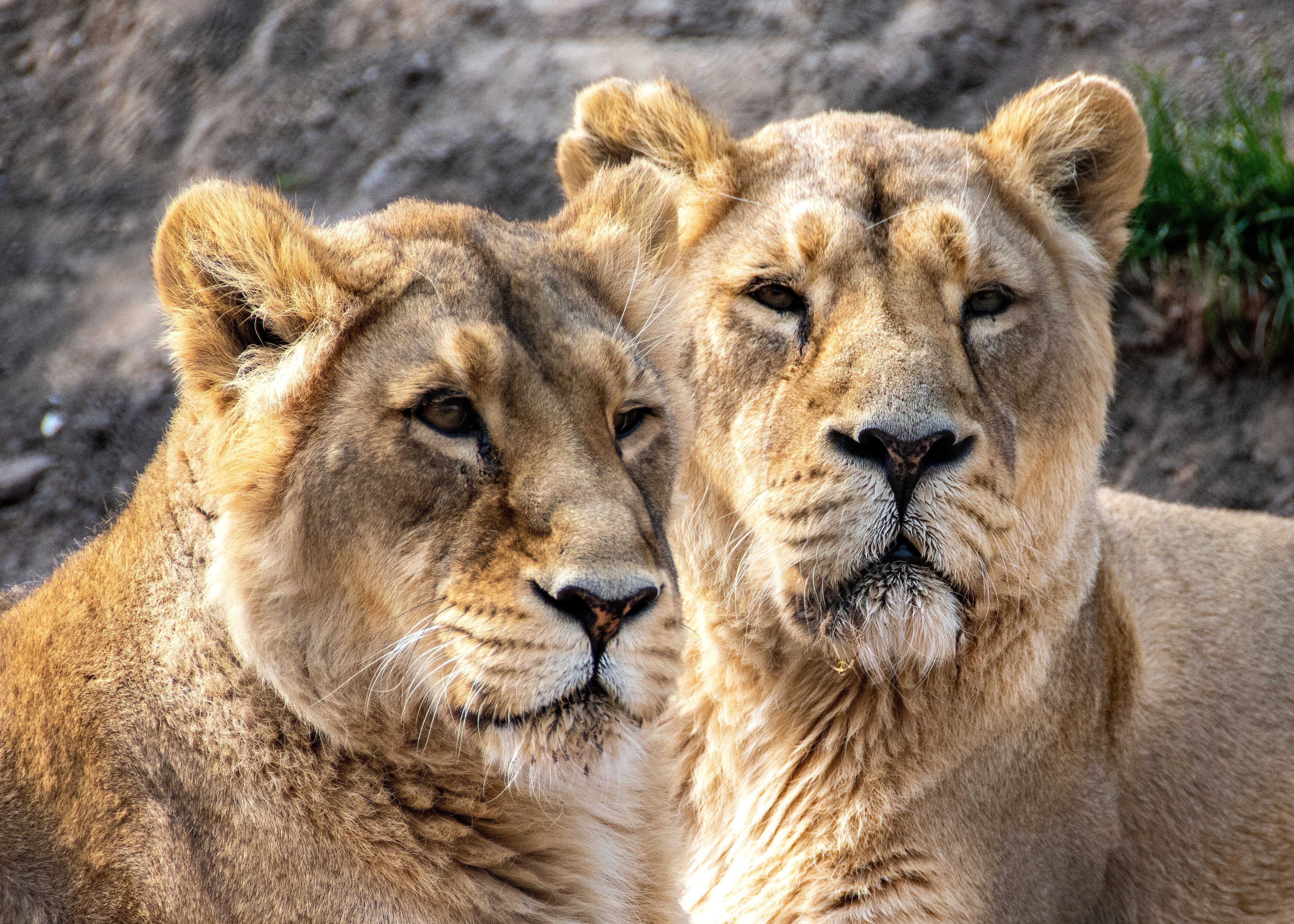 4174x2982 Lionesses in Close Up Shot · Free