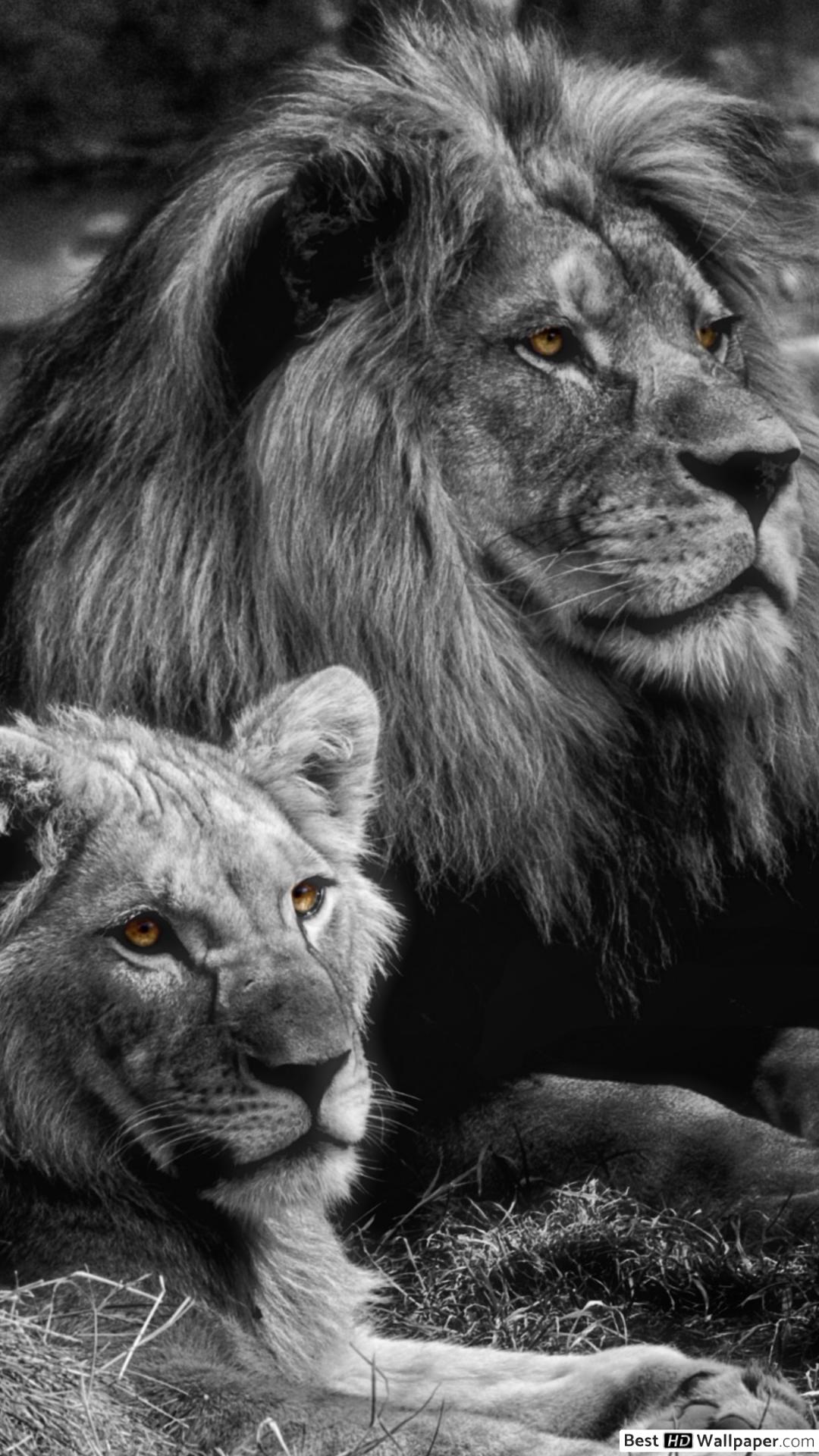 1080x1920 Women Lions Wallpaper