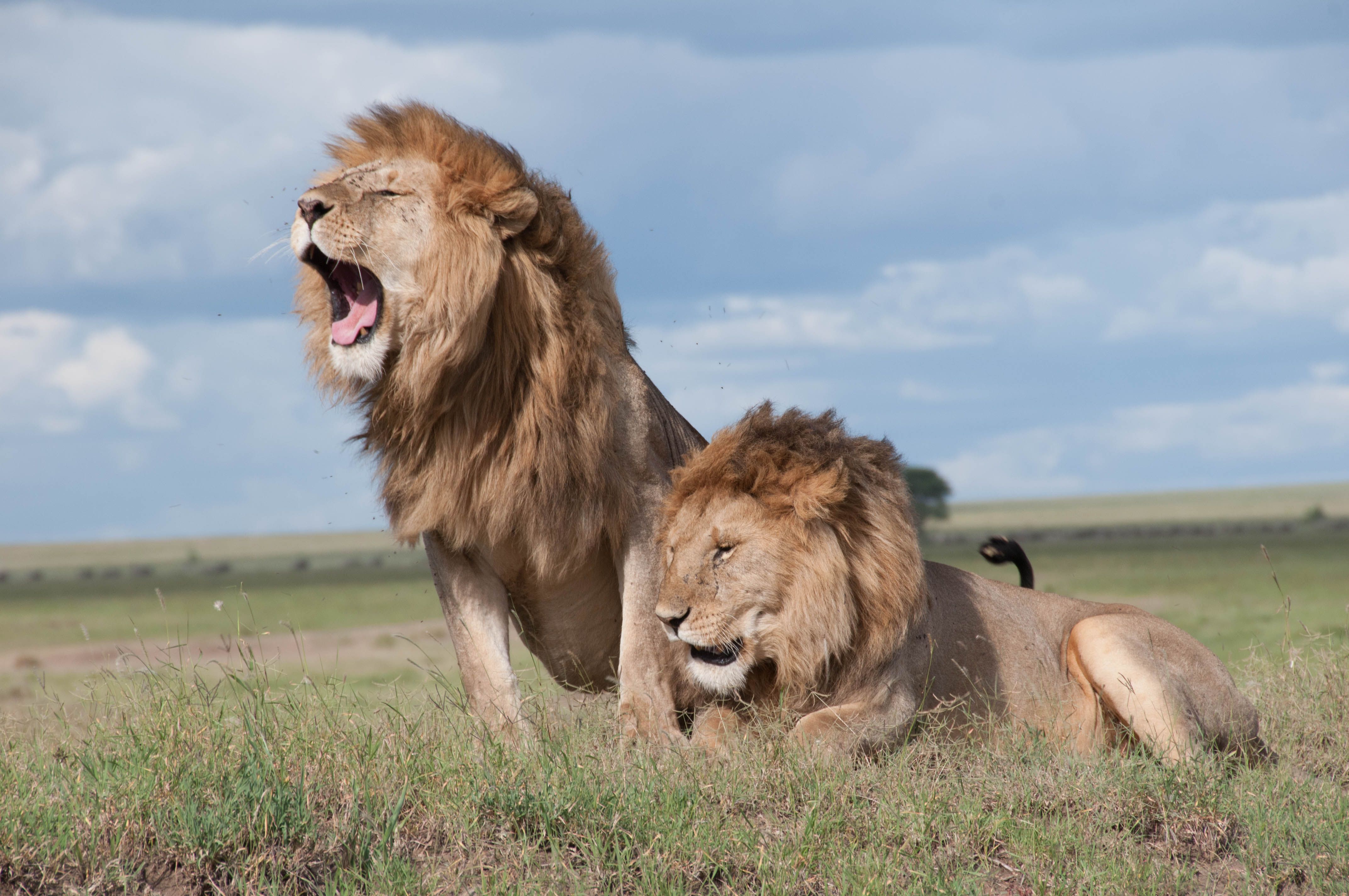 4288x2848 Shallow Focus Photo of Two Brown Lions · Free