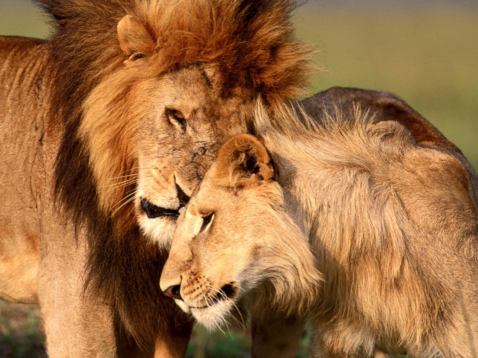 1600x1200 Male and Female Lions Love