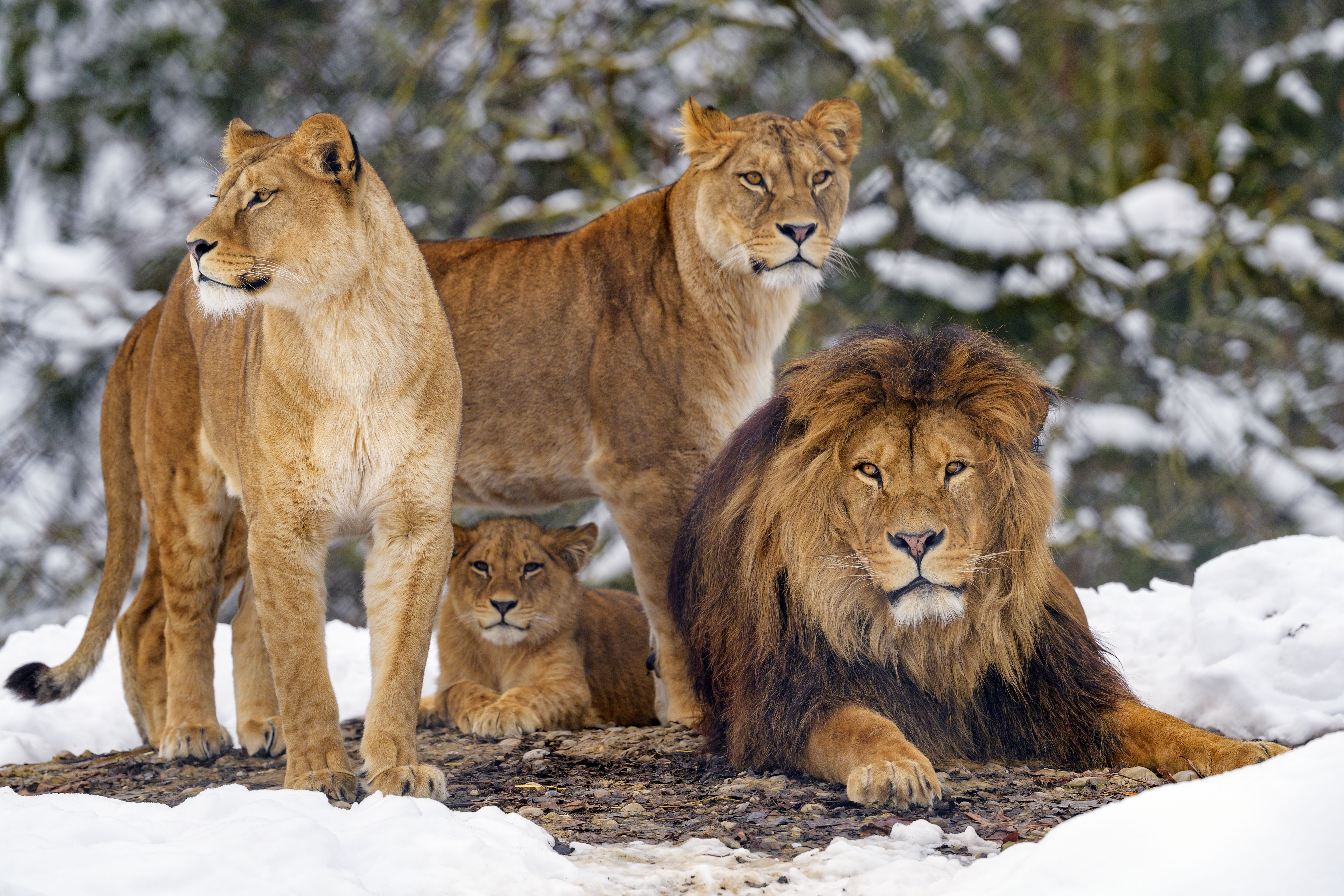 4991x3327 Wallpaper Lion, Tiger, Lion et Lionne, Wildlife, Carnivores, Background Free Image
