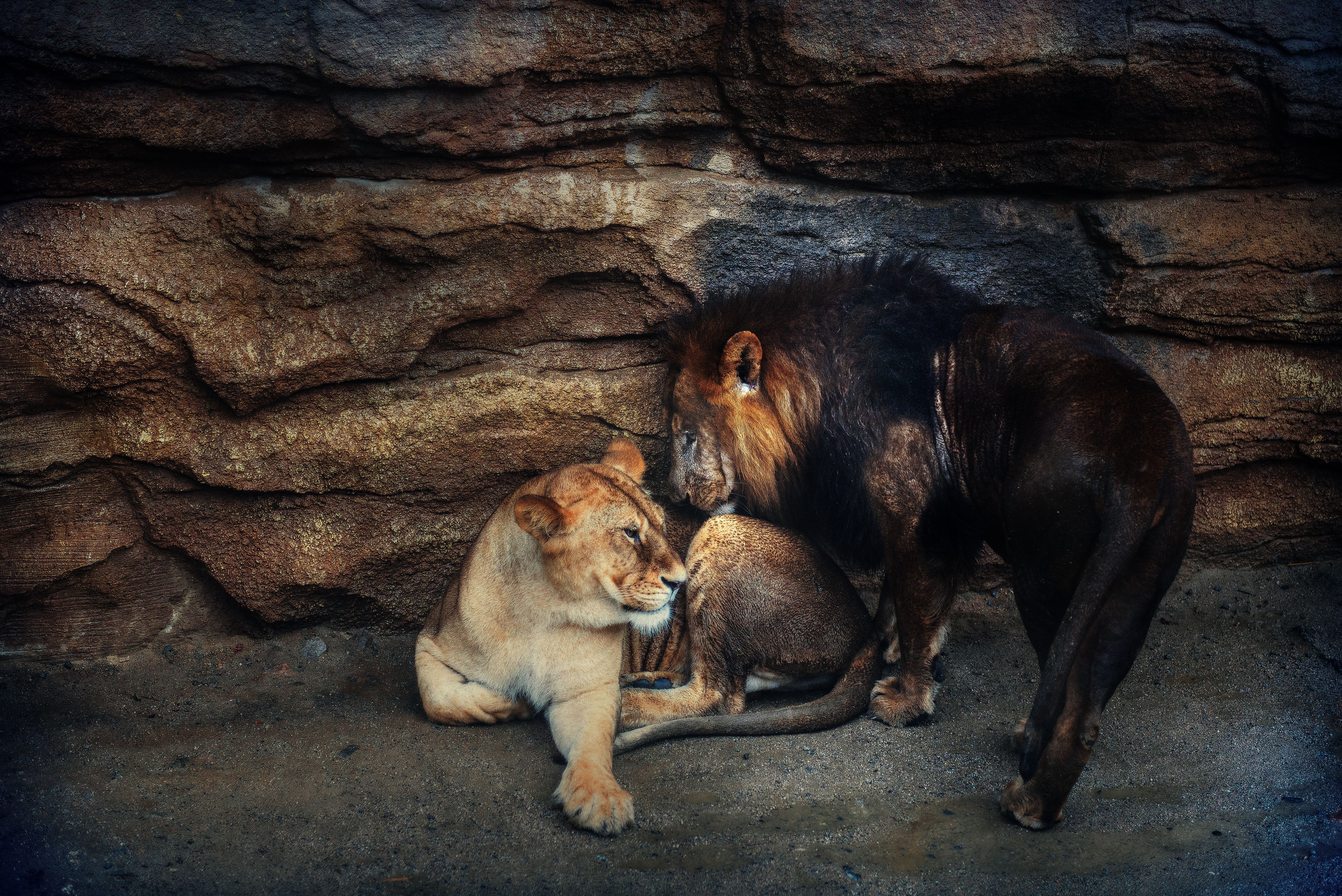 6016x4016 Lion couple