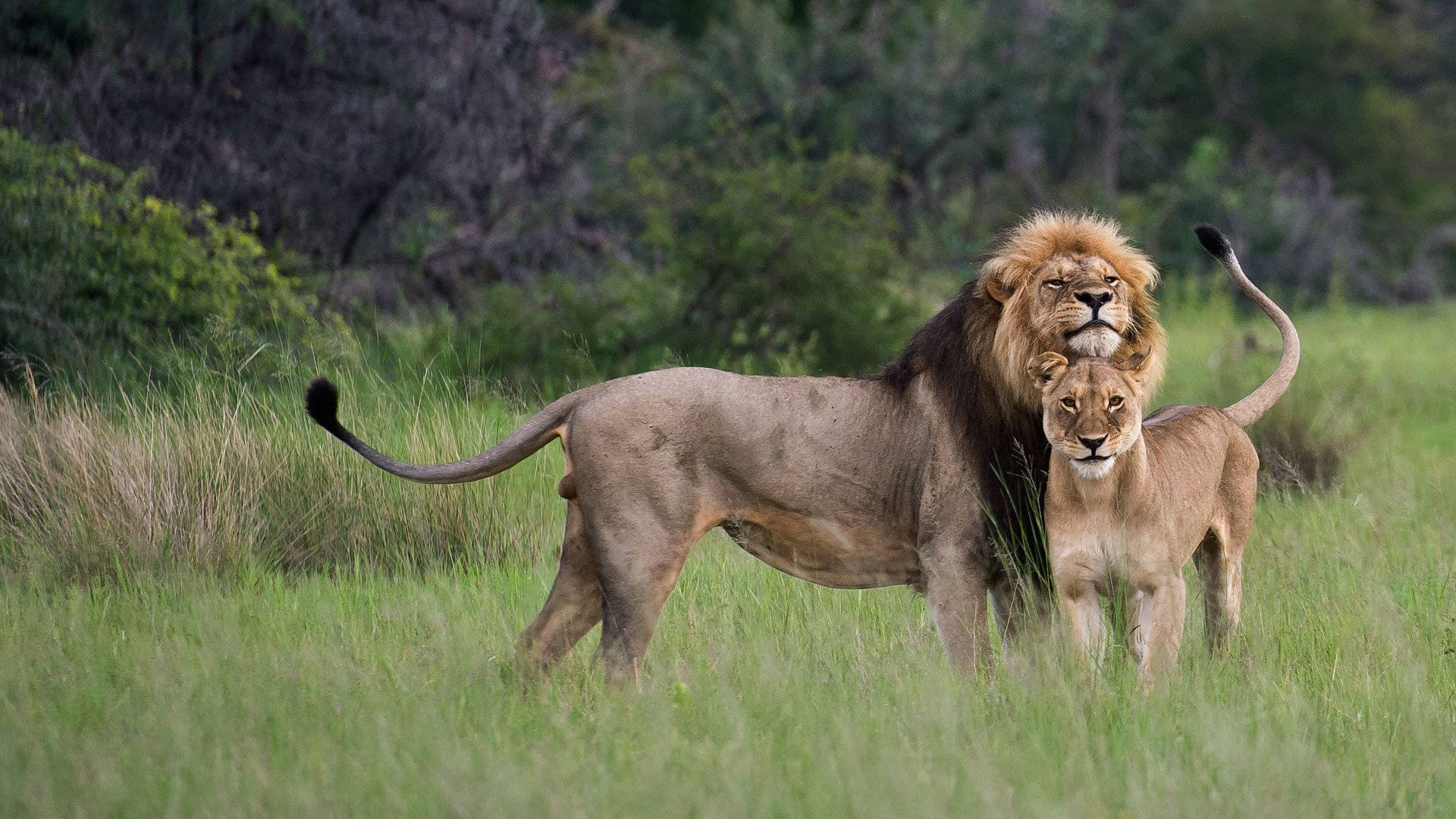 1920x1080 Download Lovely Lion Couple Wallpaper