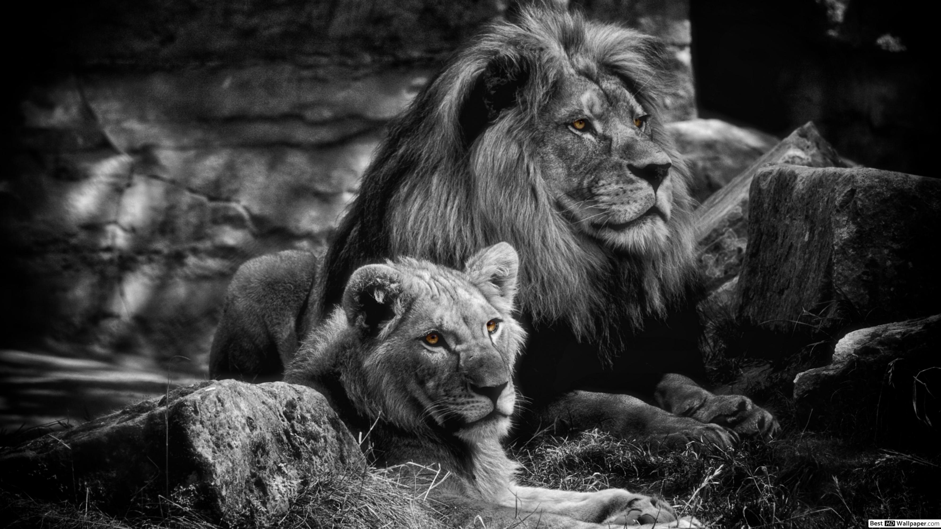 3554x1999 Women Lions Wallpaper