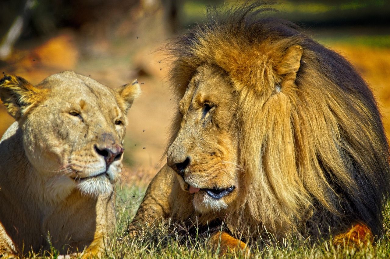 1280x853 Lion King Lioness