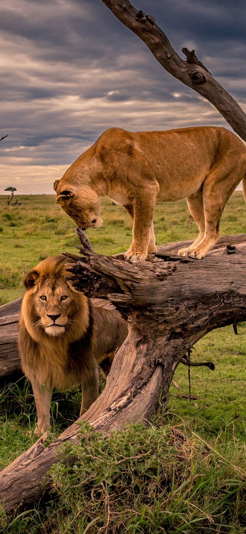 828x1792 Lion And Lioness, Africa, Wildlife 1080x1920 IPhone 8 7 6 6S Plus Wallpaper, Background, Picture, Image