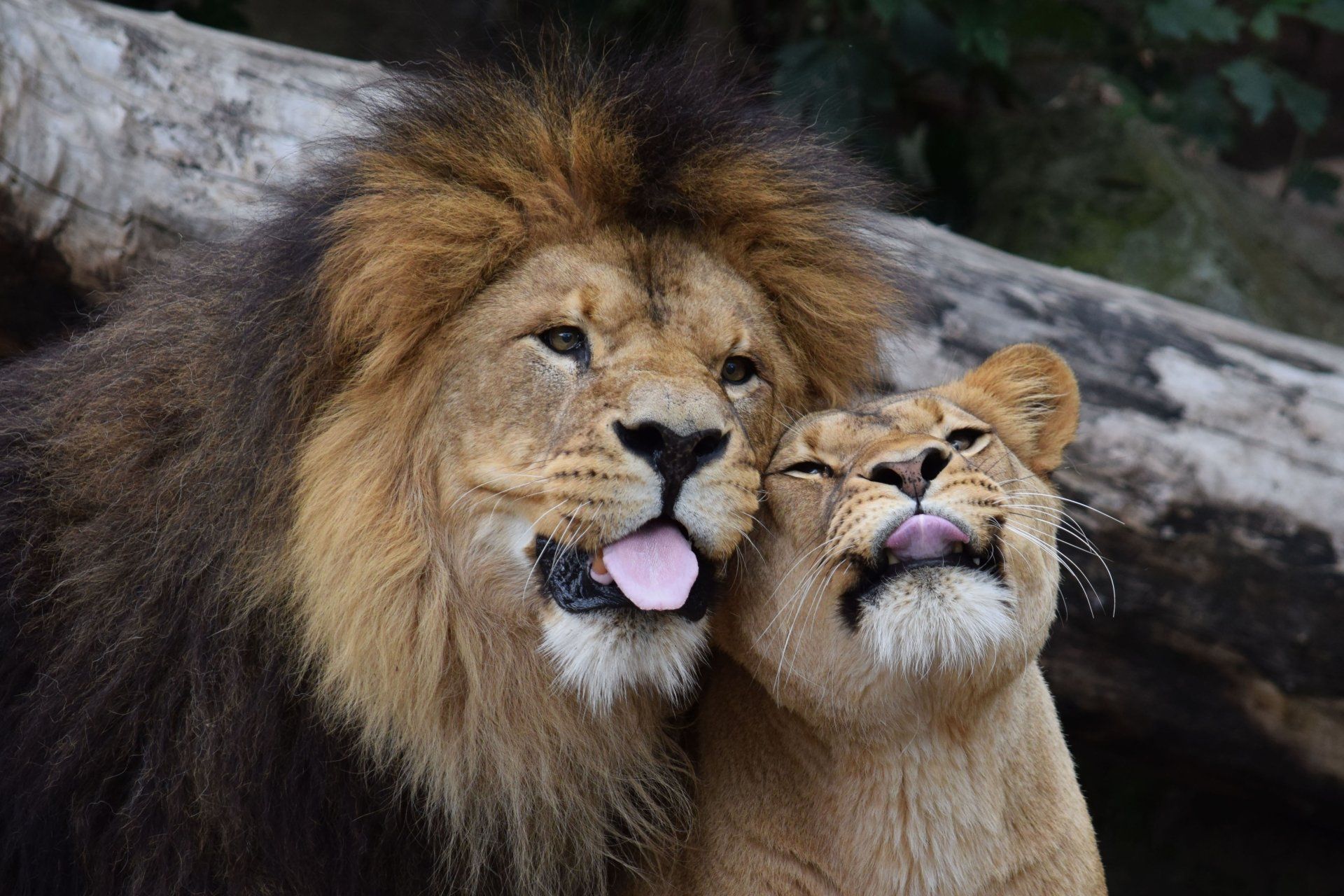 1920x1280 Majestic Lion Duo 4K Ultra HD Wildlife Wallpaperx3250