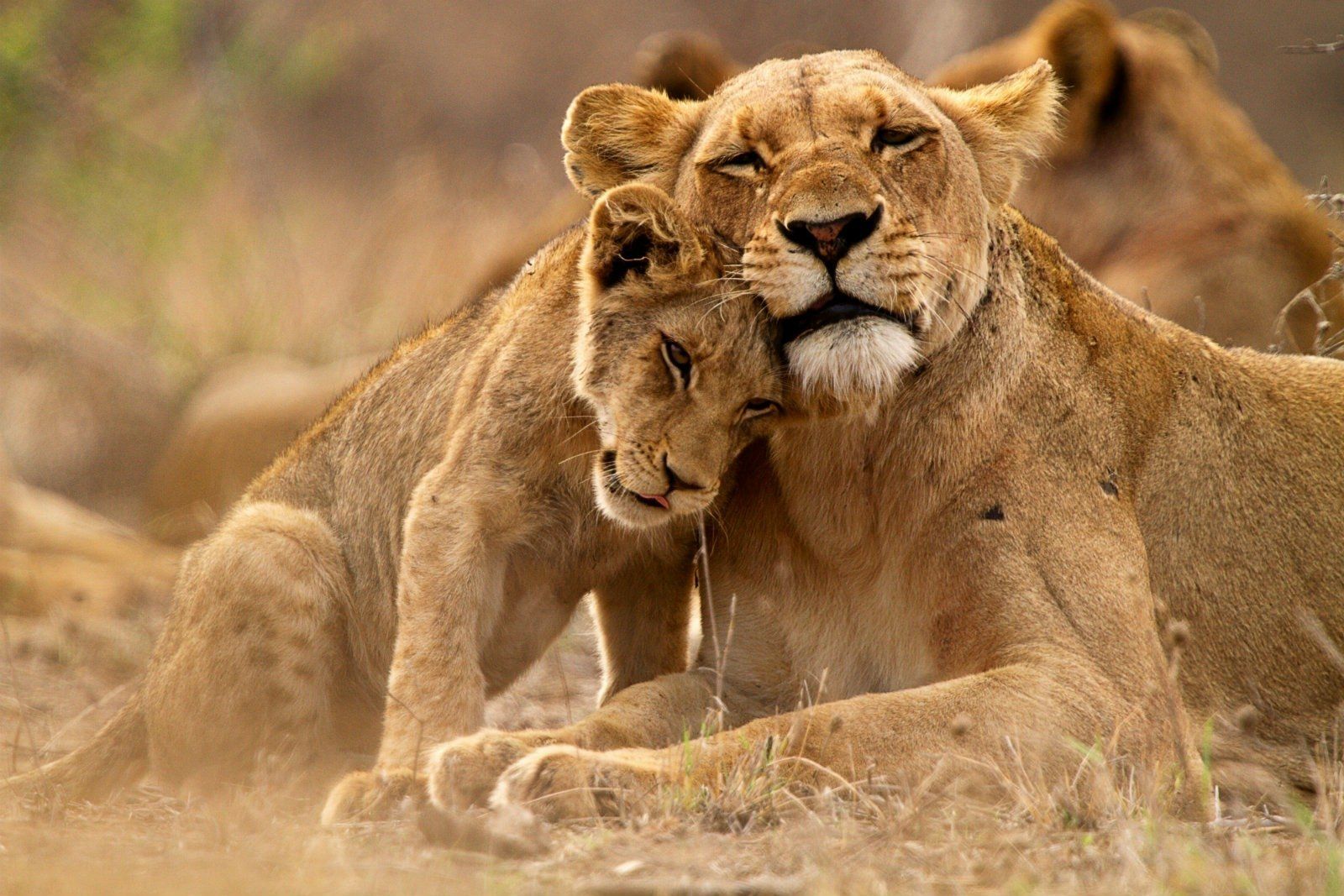 1600x1067 Download Baby Animal Love Cub Lioness Animal Lion Wallpaper