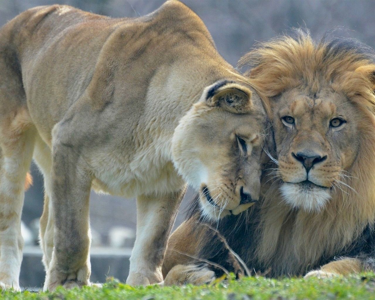 1280x1024 Wallpaper Animal's love, lion and lioness 1920x1200 Picture, Image