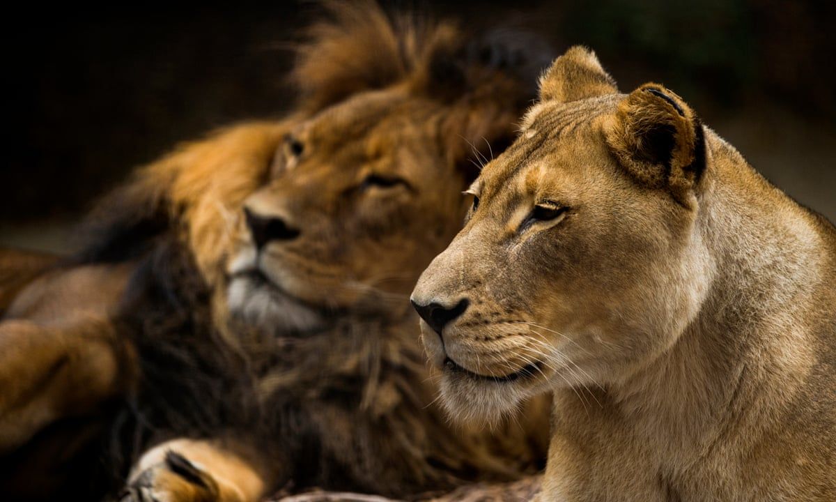 1200x720 Adelaide zoo in mourning as pair of African lions with 'remarkable' bond euthanised