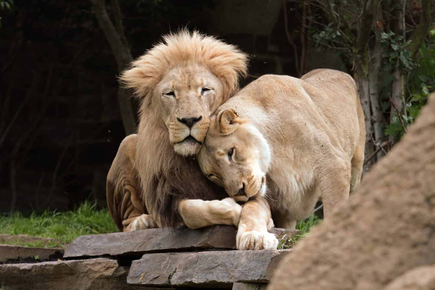 1500x1000 Understanding The 5 Key Differences Between Male And Female Lions Z Animals
