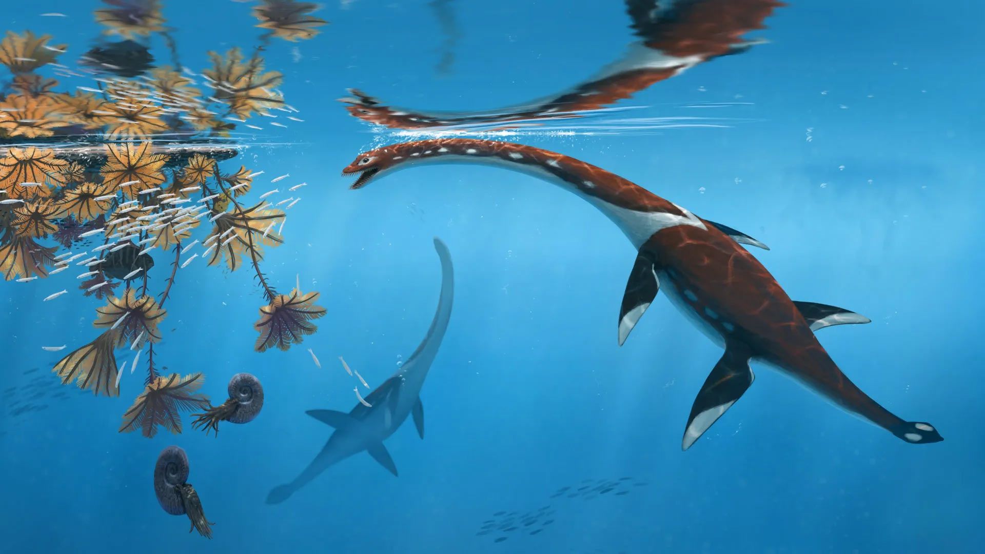 1920x1080 Paleontologists Unveil New Species of Plesiosaur