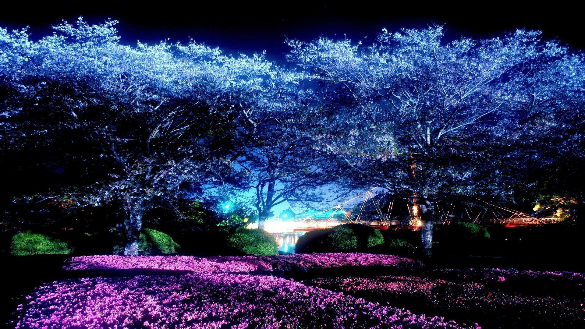 1920x1080 Moonlight Park Night Cherry Blossoms HD wallpaper