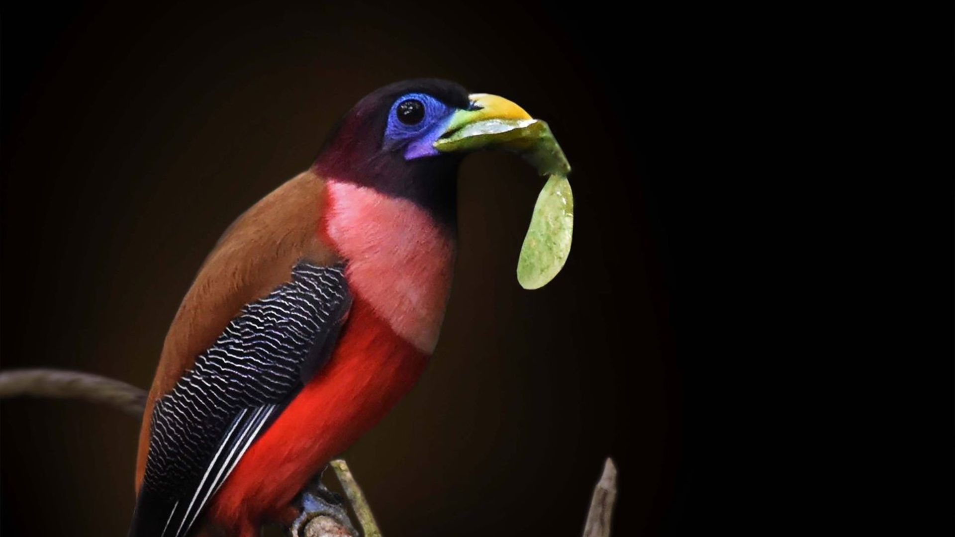 1920x1080 Real Life 'Ibong Adarna' Spotted On PH's Highest Mountain In Davao