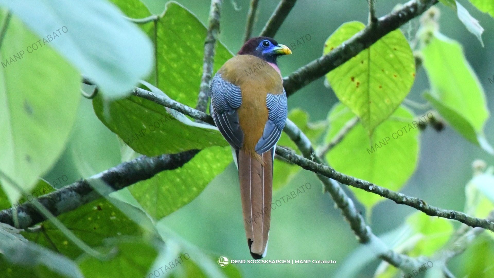 1920x1080 LOOK: 'Ibong Adarna' spotted in Philippines' tallest mountain