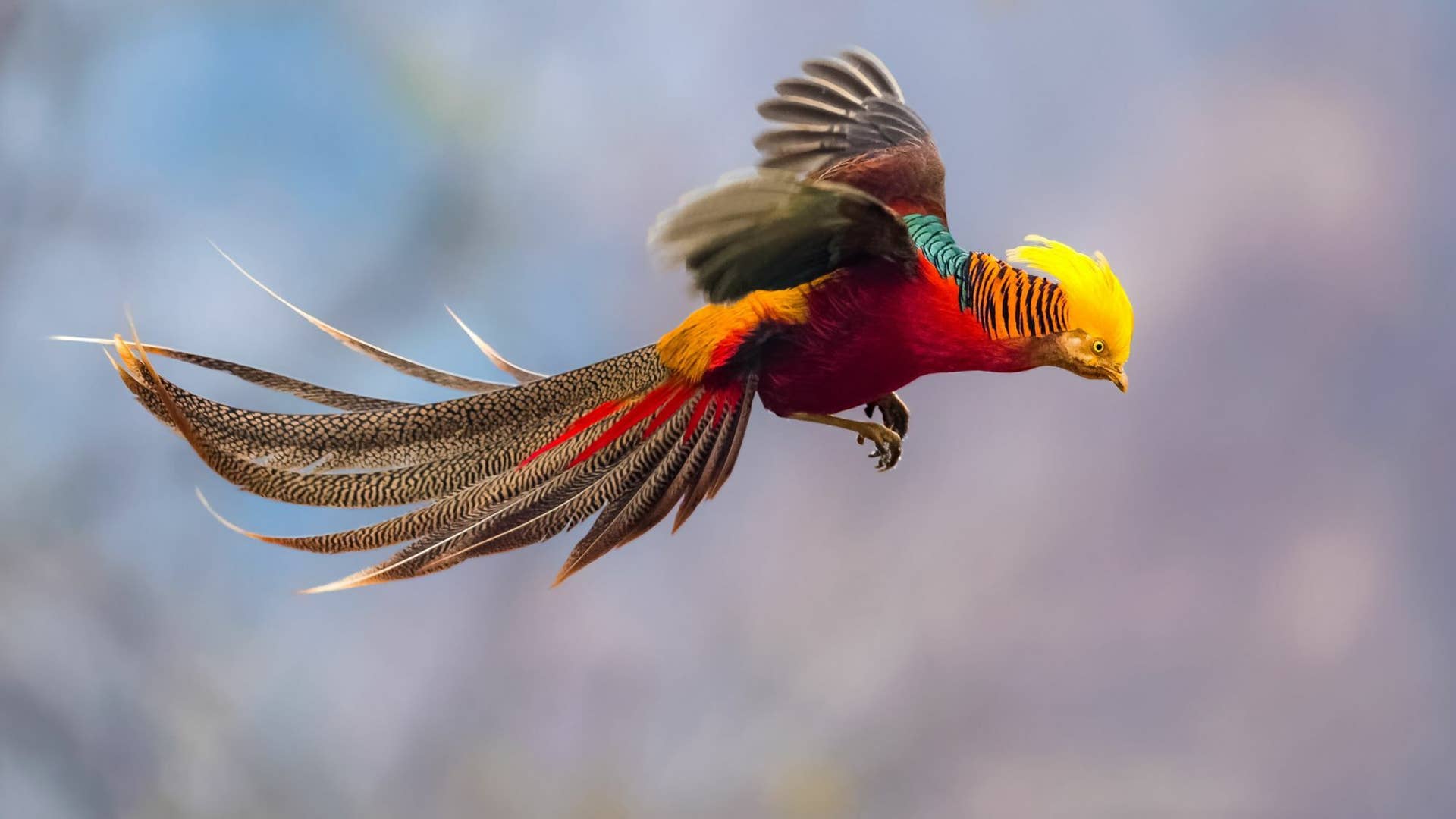 1920x1080 Ibong Adarna Summary in English