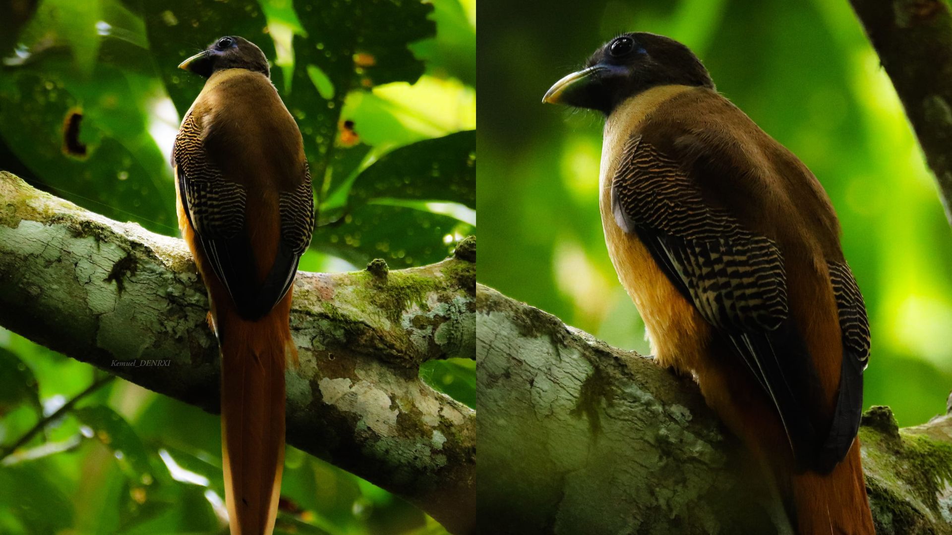 1920x1080 Real Life 'Ibong Adarna' Spotted On PH's Highest Mountain In Davao