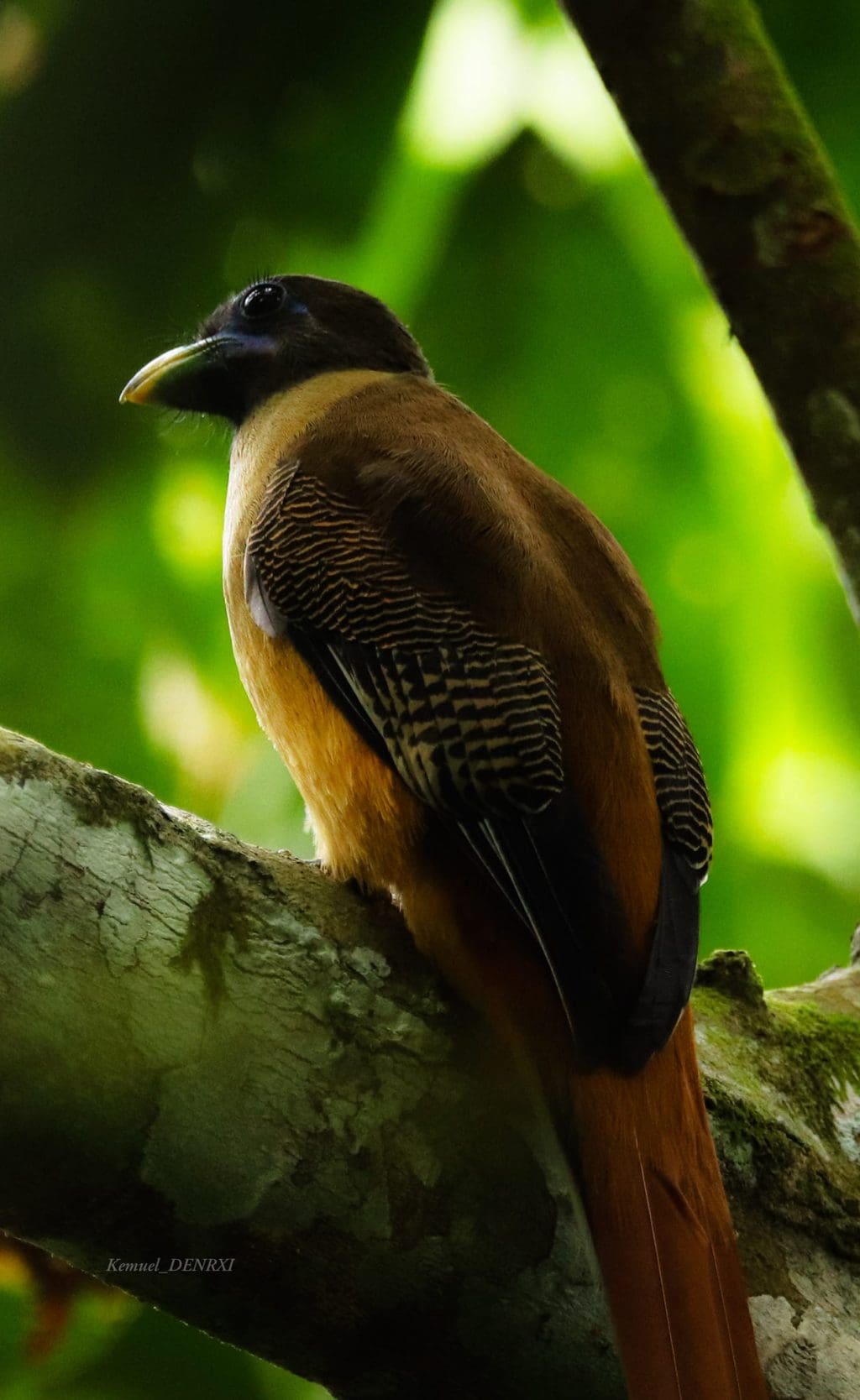 1024x1668 Myth in Real Life: Ibong Adarna Recently Spotted in Mindanao