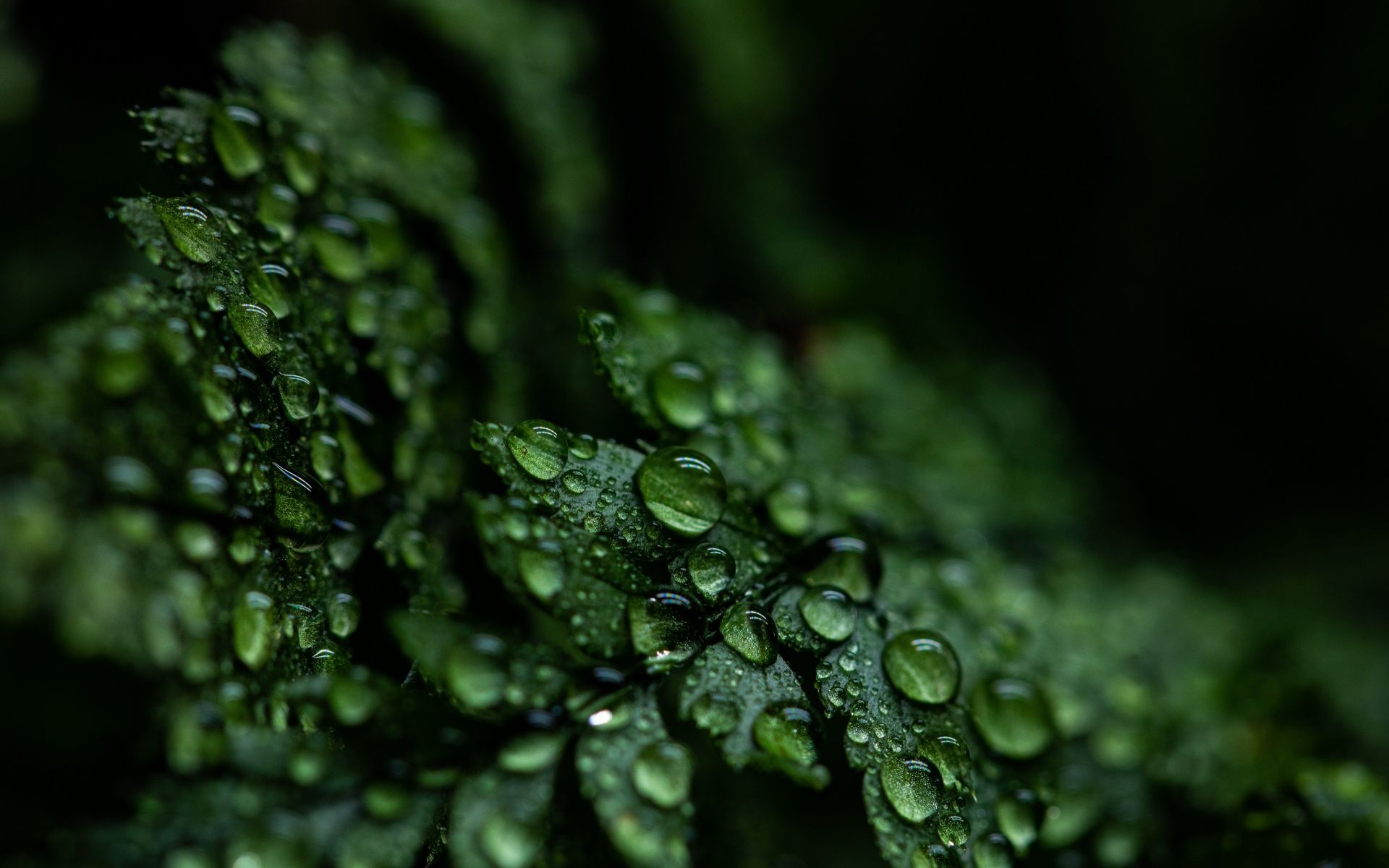1920x1200 Leaves Wallpaper 4K, Rain drops, Dark, Plant, Droplets