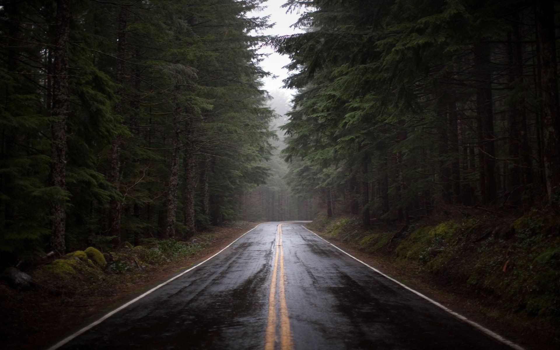1920x1200 Misty Roadn Kissed Forest. HD Wallpaperx1200