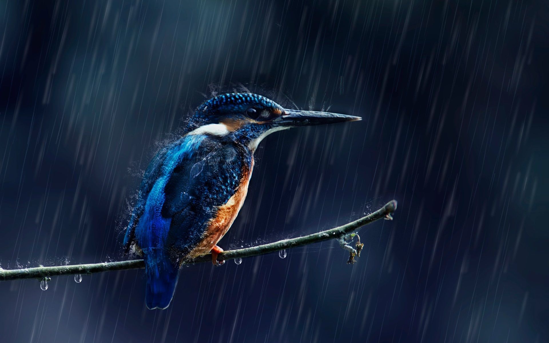 1920x1200 Wallpaper Kingfisher in the rain 1920x1200 Picture, Image