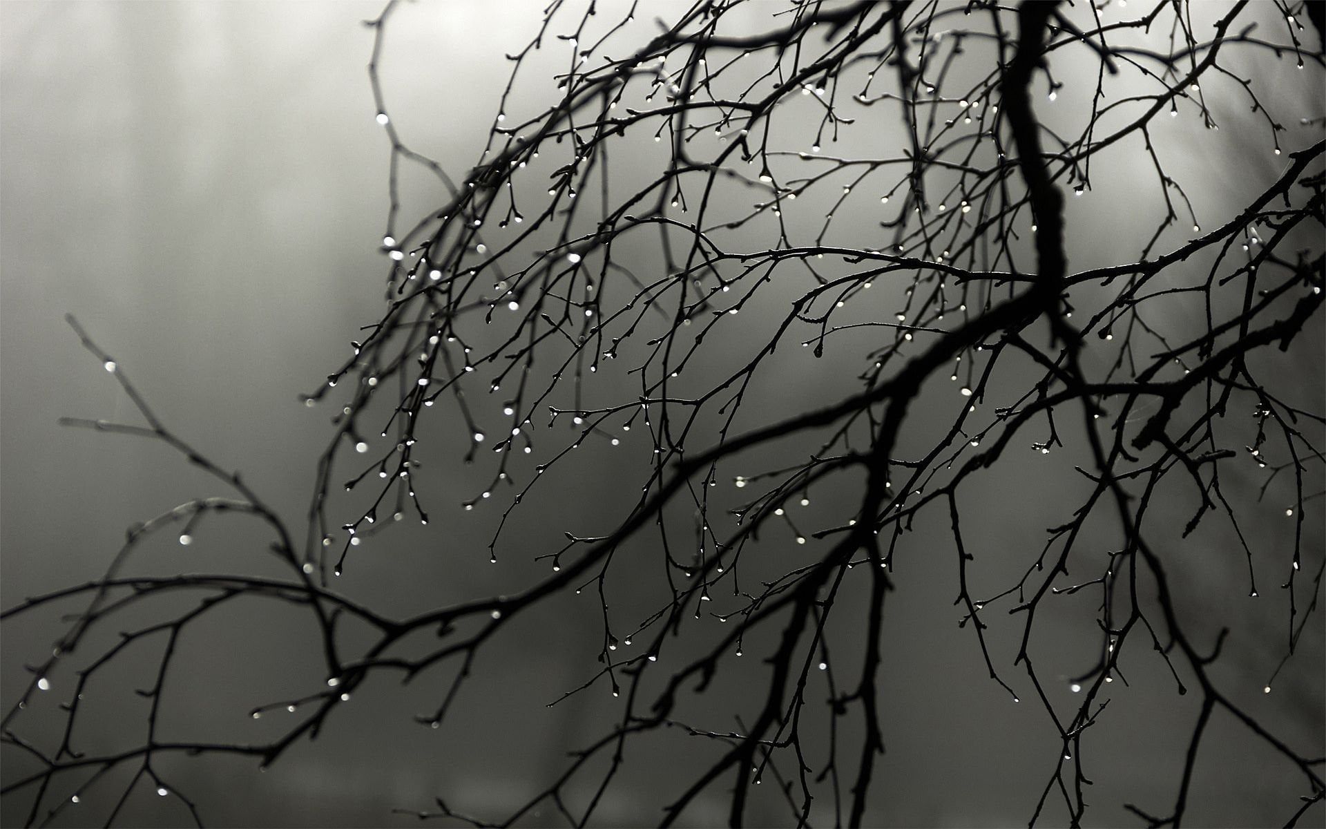1920x1200 November Rain Wallpaper [1920 x 1200]
