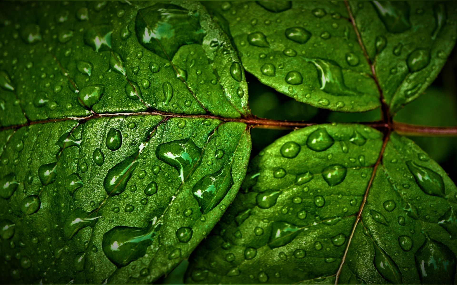 1920x1200 Green leaves Wallpaper 4K, Wet, Rain drops, Water drops