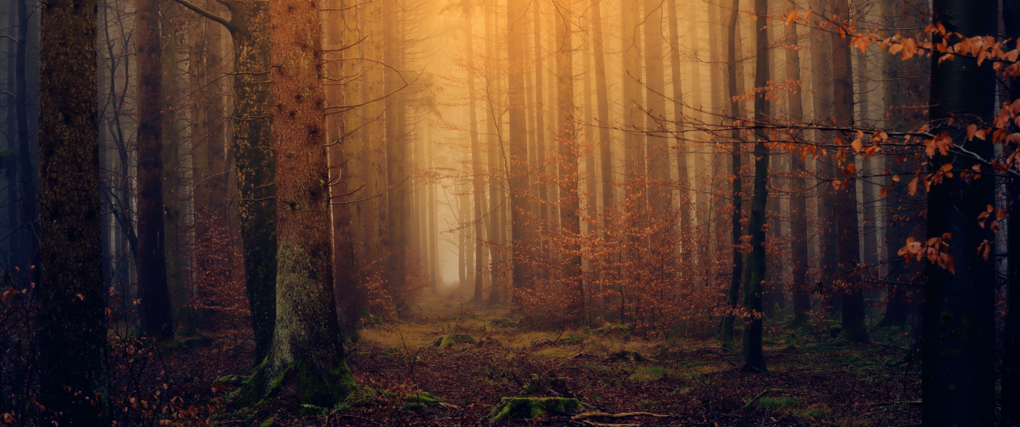 3440x1440 Autumn Wallpaper 4K, Fall Foliage, Forest, Mist, Foggy