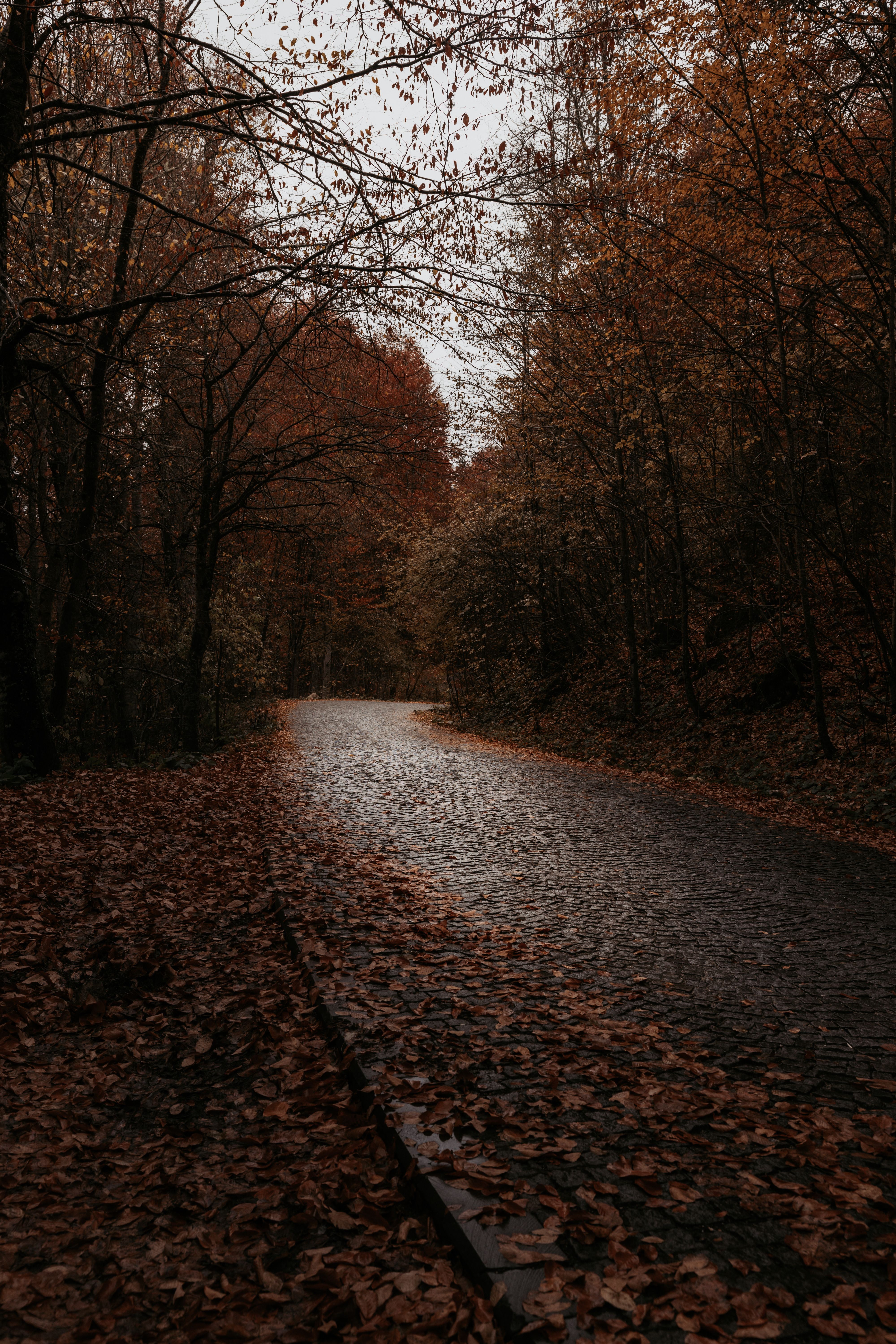 4000x6000 Moody Autumn Photo, Download The BEST Free Moody Autumn & HD Image