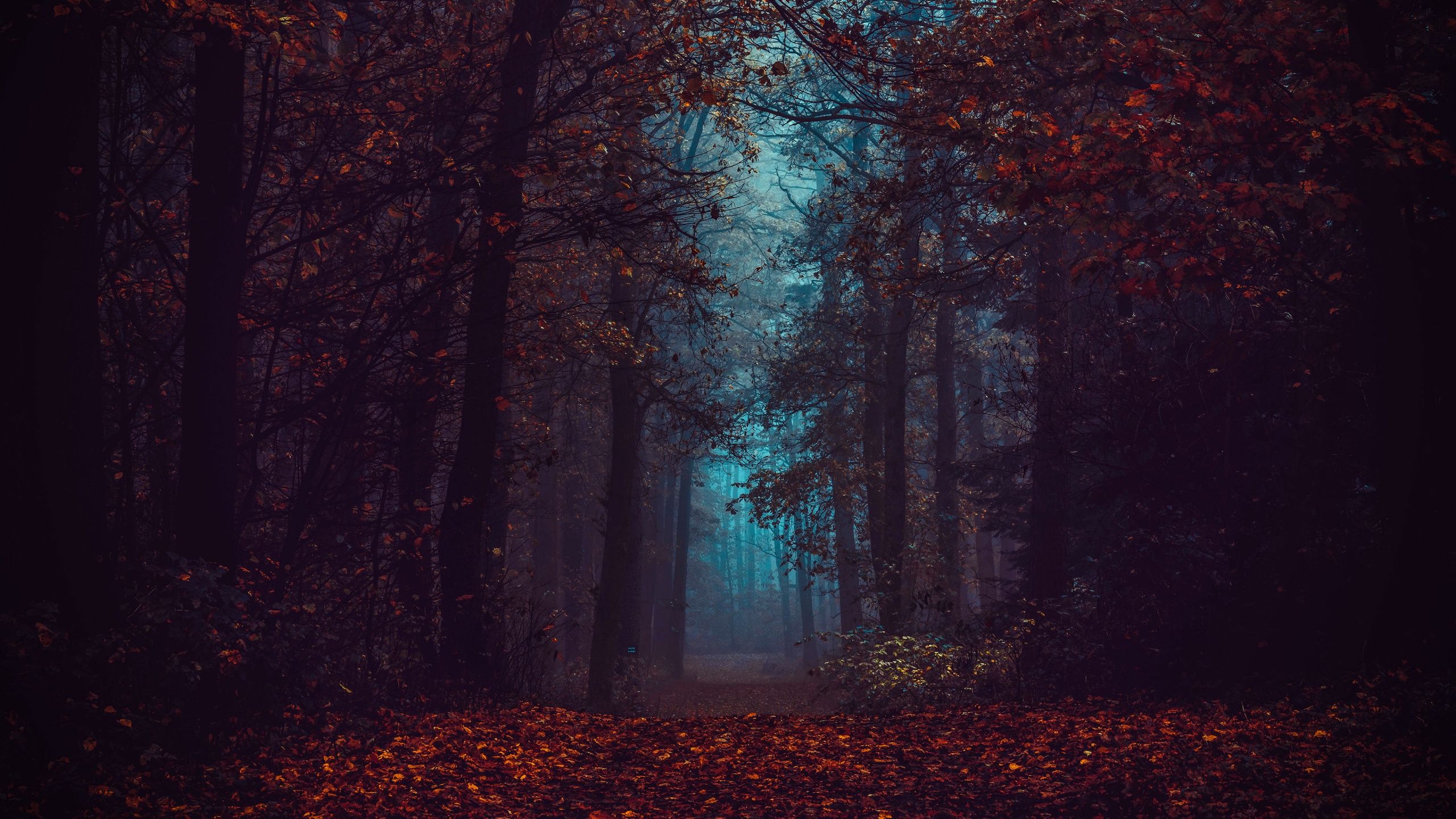2560x1440 Forest Wallpaper 4K, Fall Foliage, Fog, Morning, Dark