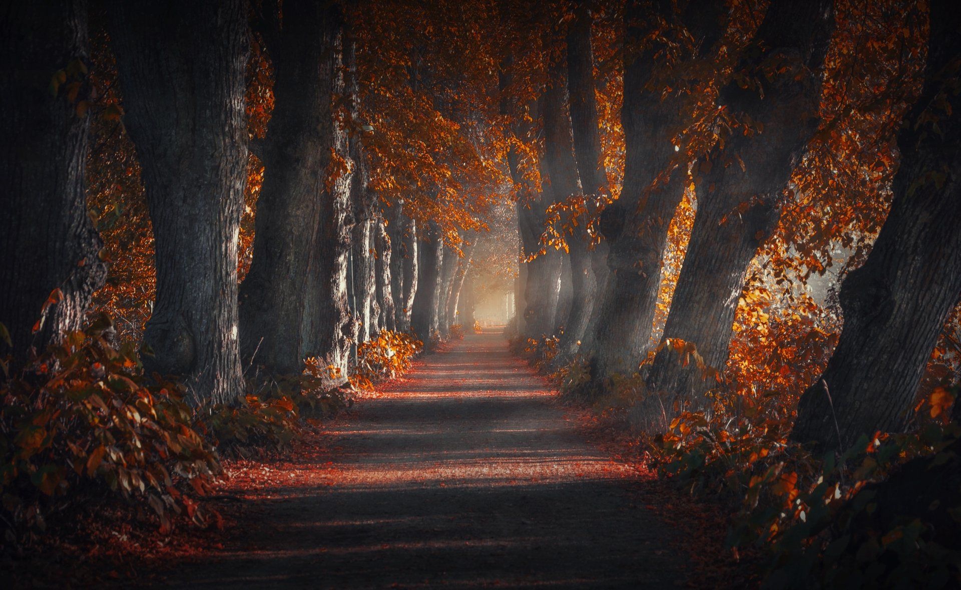 1920x1178 Autumn Road HD Wallpaperx2063