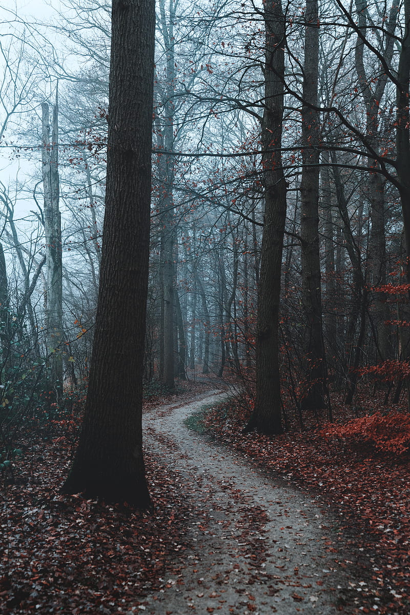 800x1199 Forest, dark, foggy, autumn, fall, trees, Nature, HD phone wallpaper