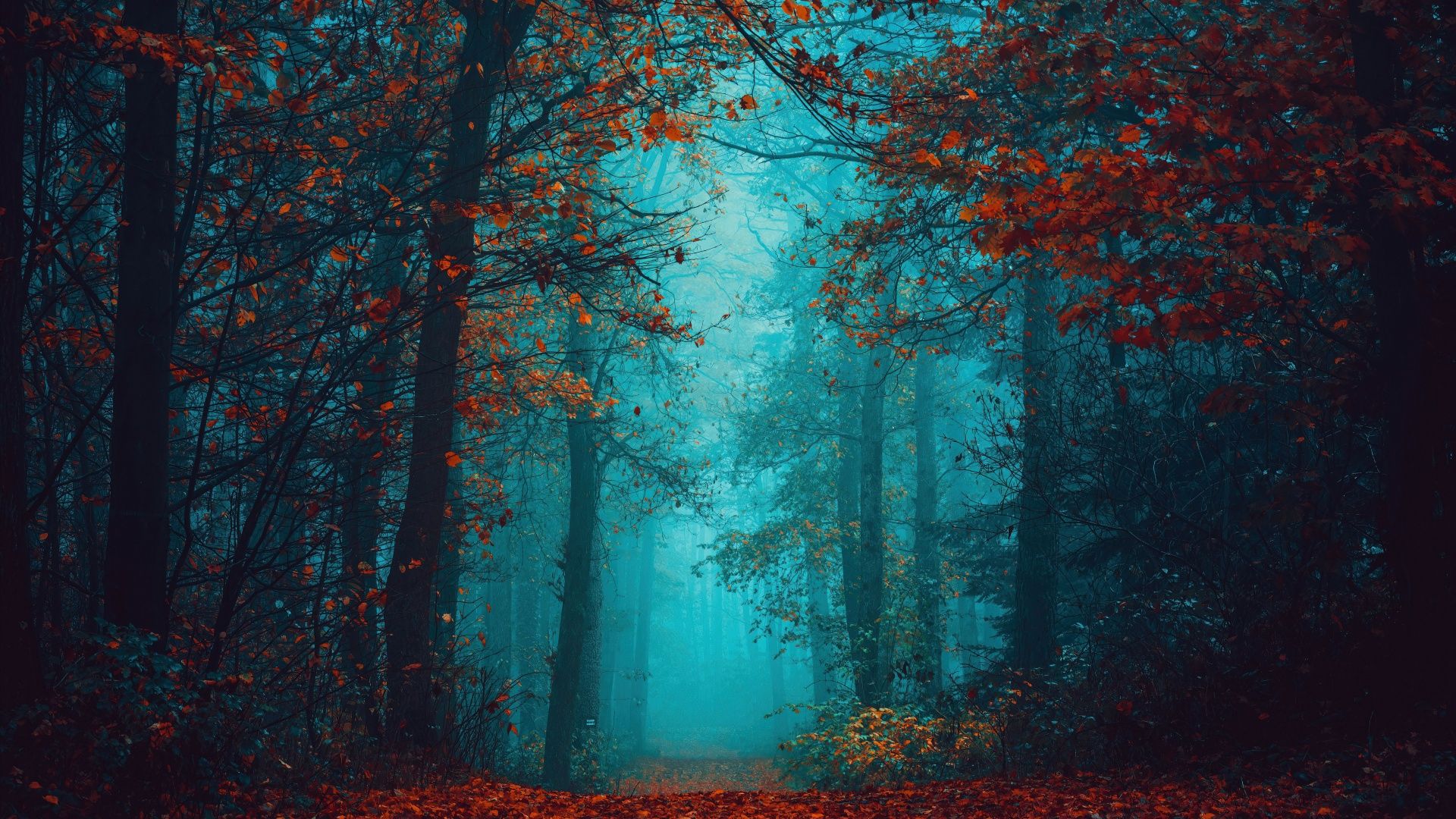 1920x1080 Foggy night Wallpaper 4K, Autumn Forest, Beauty, Mystical