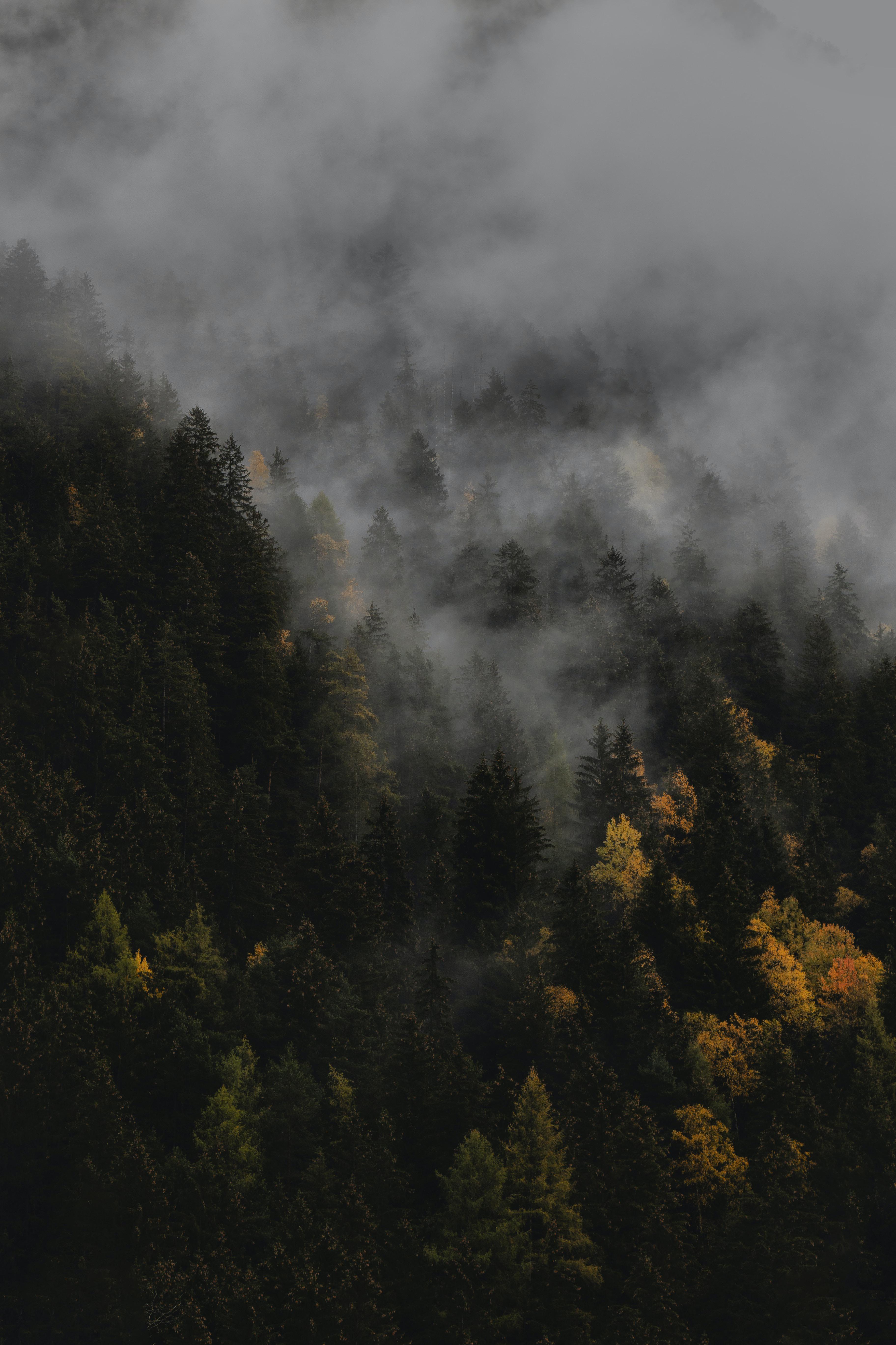 3648x5472 Gloomy Autumn Wallpaper