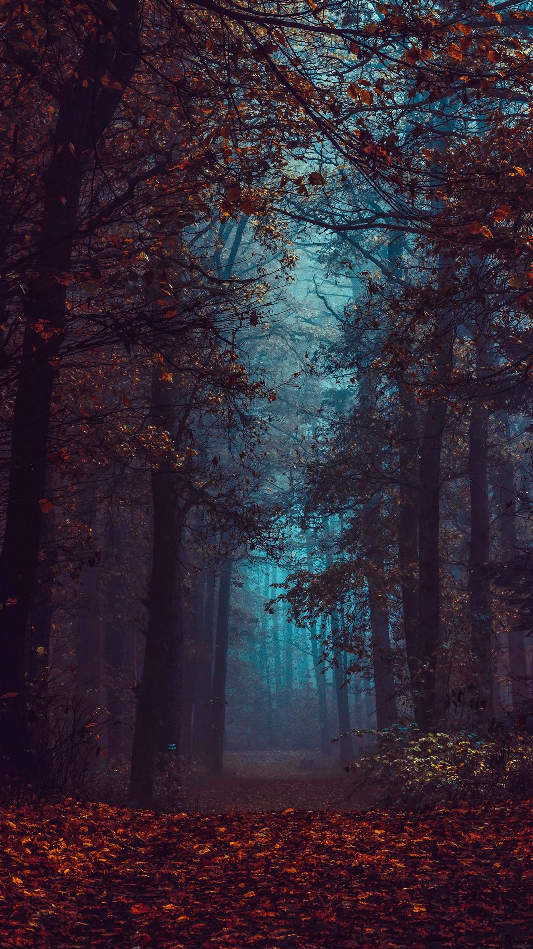 1080x1920 Forest Wallpaper 4K, Fall Foliage, Fog, Morning, Dark